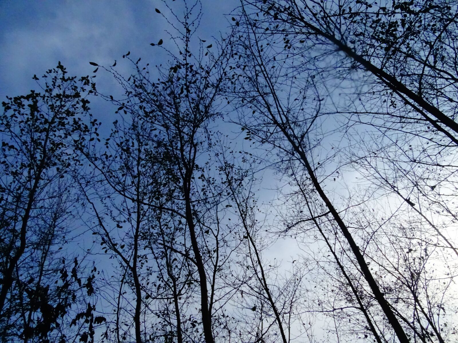 Sony DSC-HX400 sample photo. Sky, tree, cloudy day photography