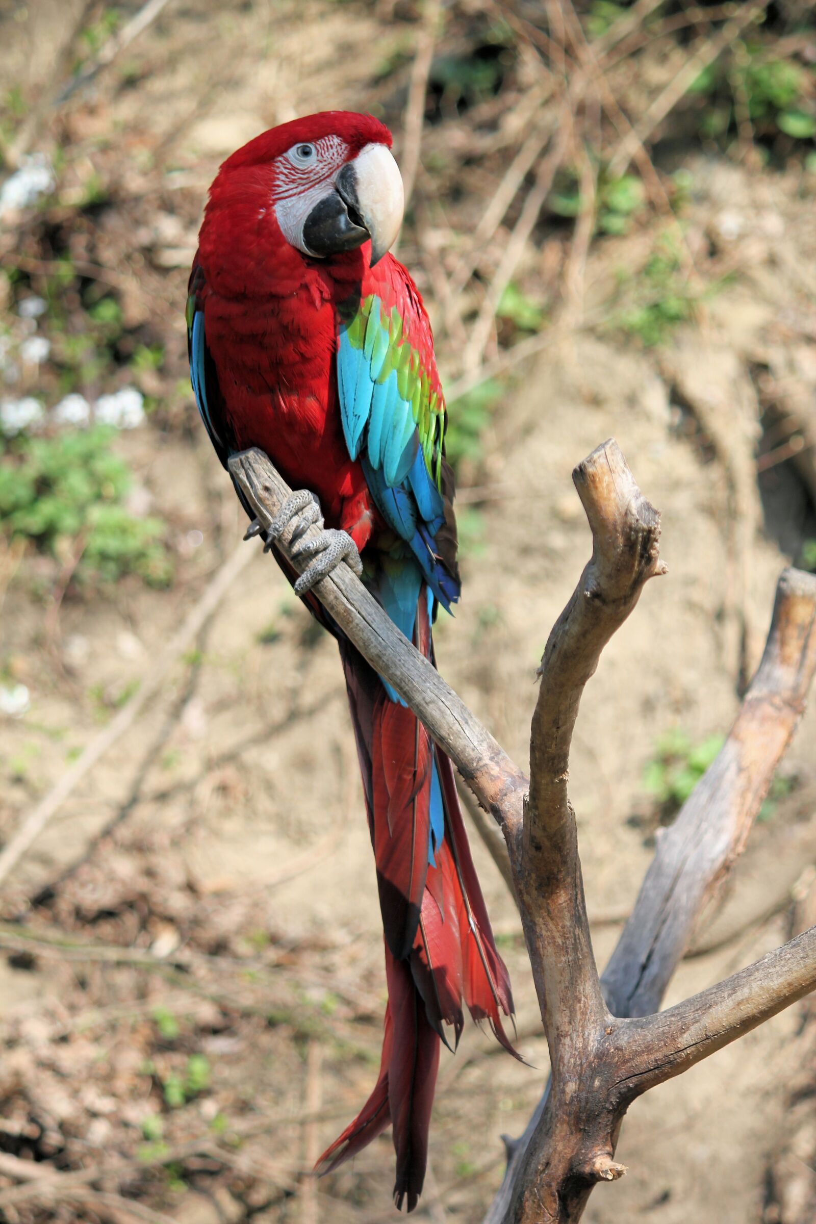 Canon EOS 550D (EOS Rebel T2i / EOS Kiss X4) sample photo. Parrot, ara, bird photography