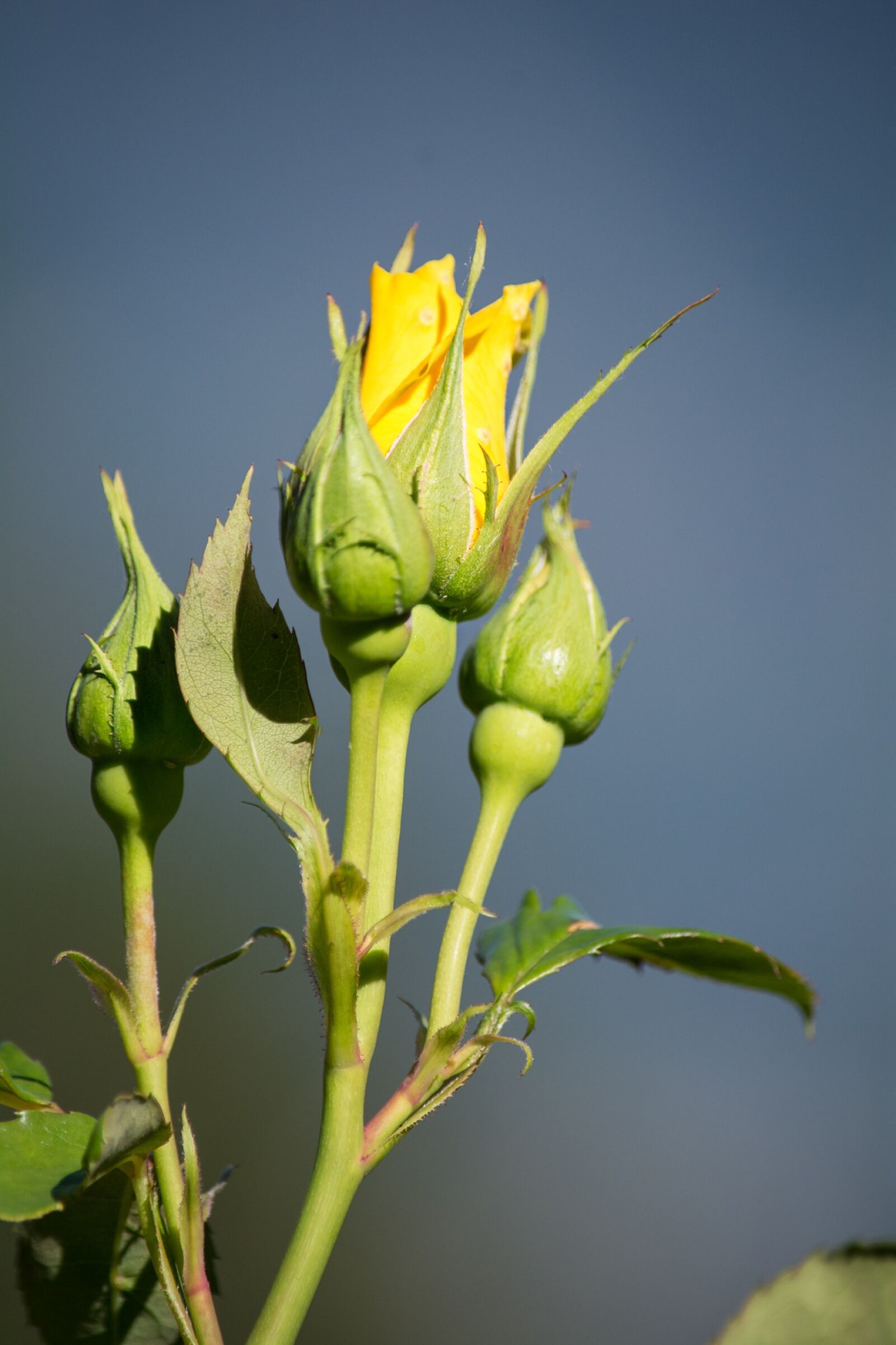 Nikon D7100 sample photo. Rose, yellow, yellow rose photography