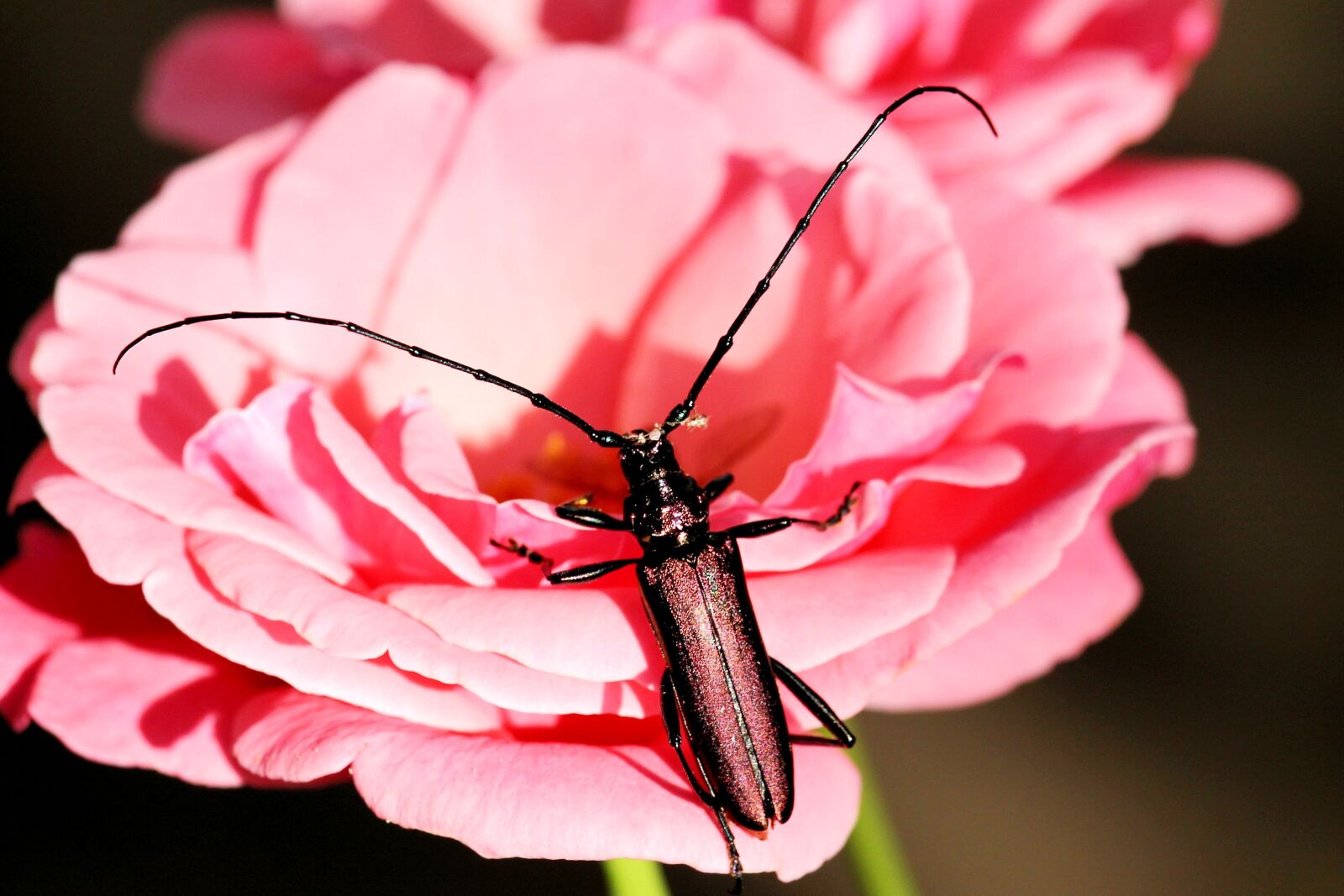 Canon EF-S 55-250mm F4-5.6 IS STM sample photo. Musk beetle, beetle, insect photography