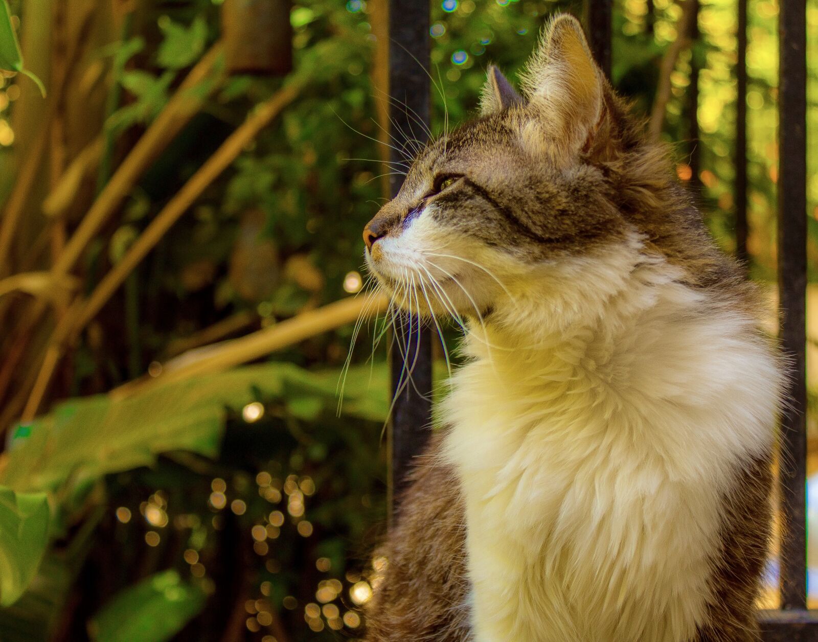 Canon EOS 1300D (EOS Rebel T6 / EOS Kiss X80) sample photo. Cat, looking, animal photography