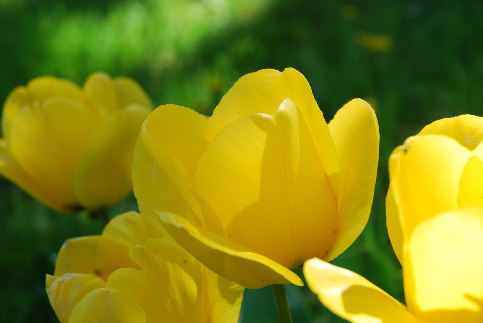 Nikon D60 sample photo. Flowers, yellow, nature photography