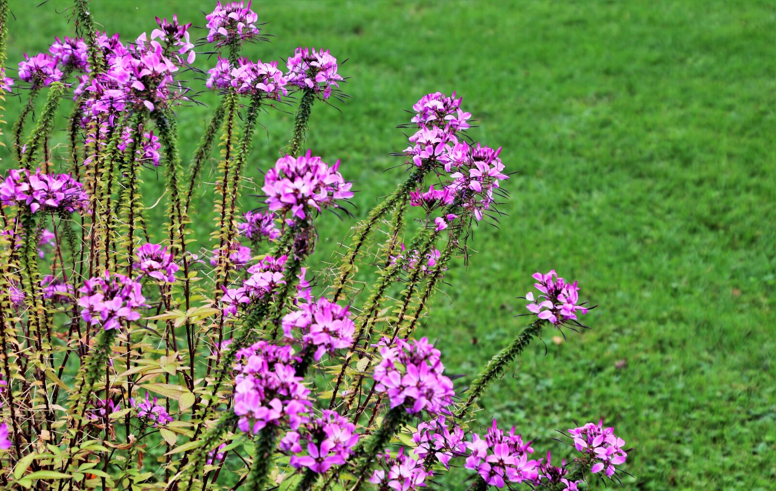Canon EOS 80D sample photo. Lilac, flowers, park photography