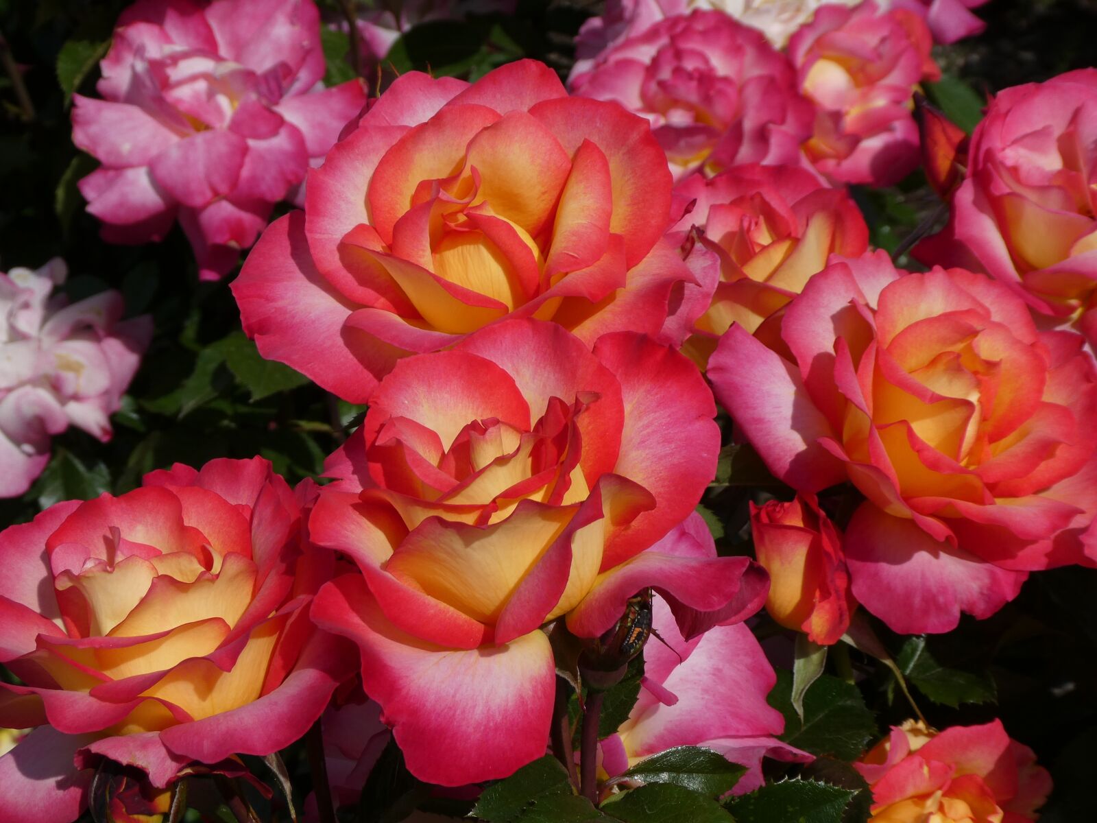 Panasonic DC-ZS70 sample photo. Rose, colorful, flower photography