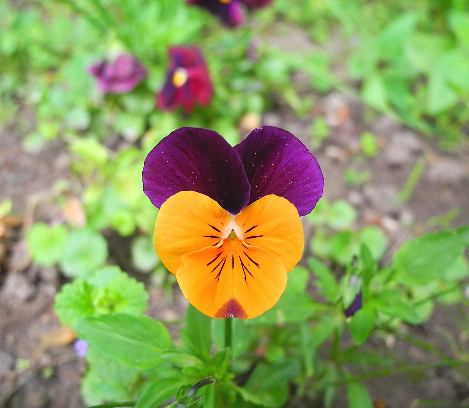 Nikon Coolpix P7000 sample photo. Pansy, flower, purple and photography