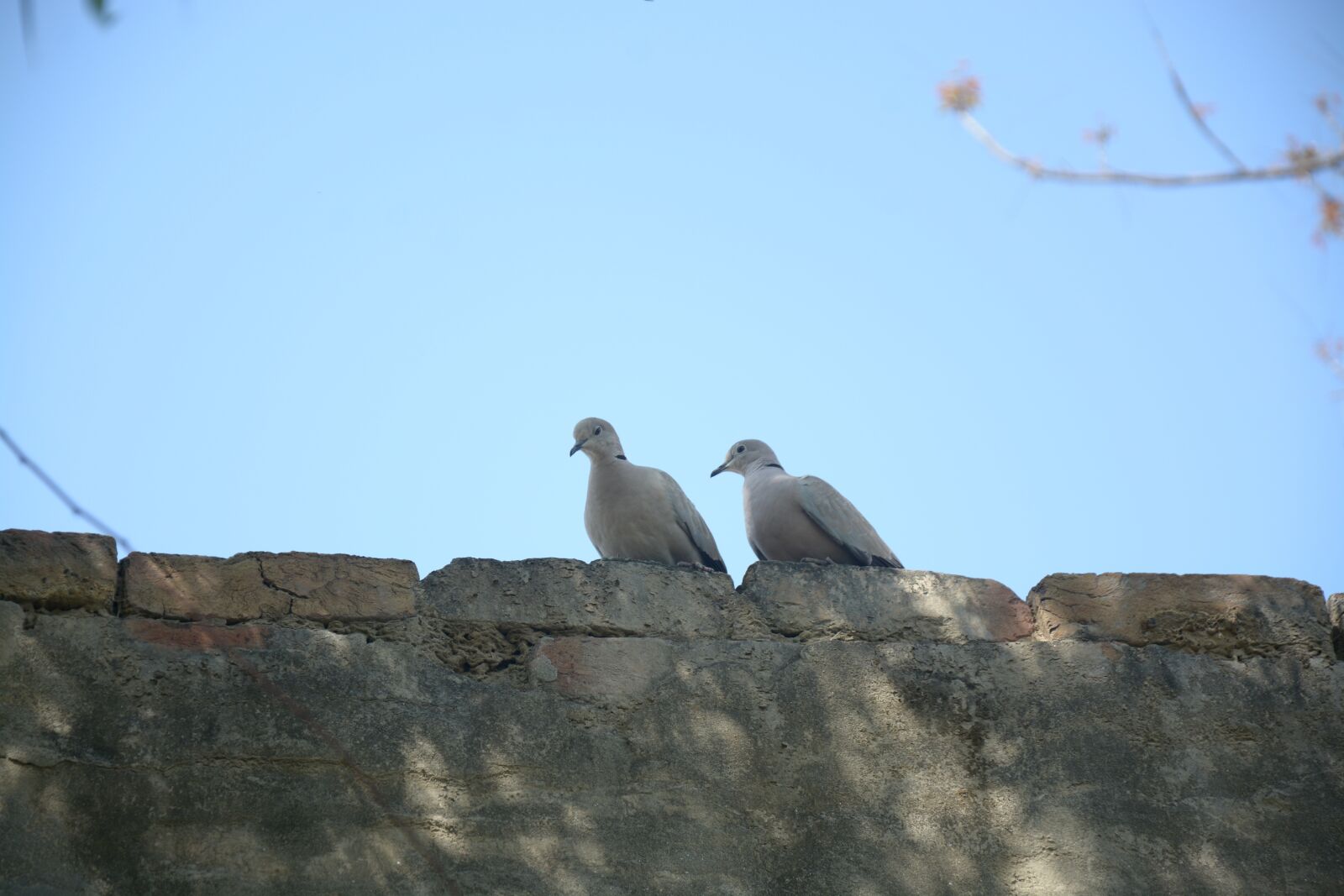 Nikon D7100 sample photo. Bird, two bird, natural photography