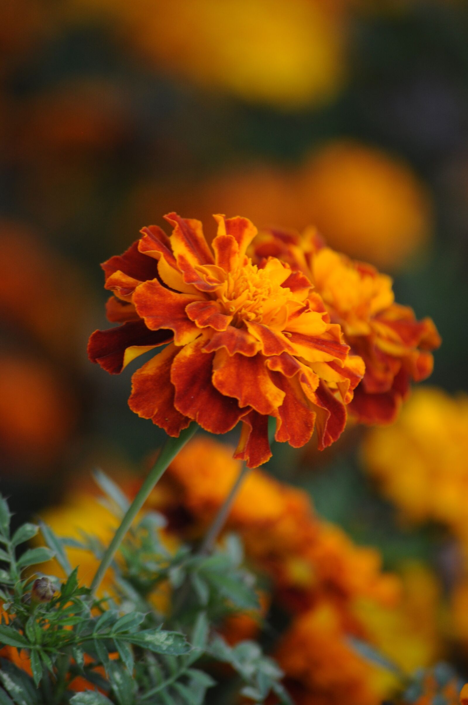 Nikon D90 sample photo. Marigold, macro, flower photography