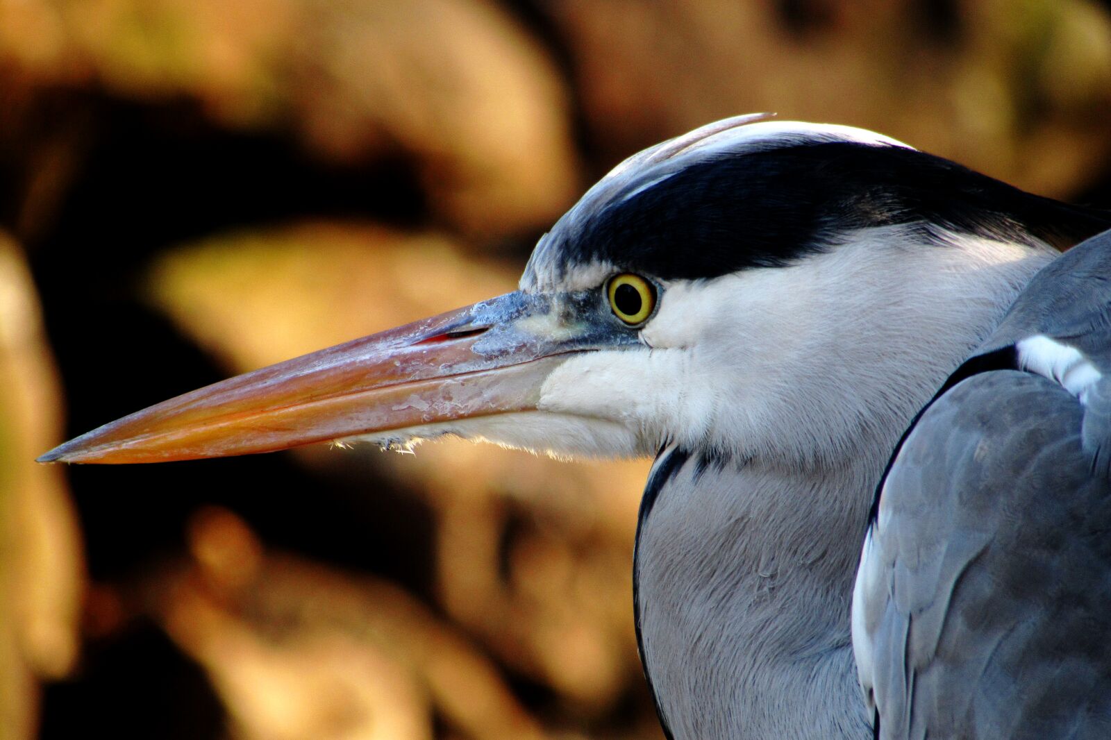 Canon PowerShot SX510 HS sample photo. Nature, bird, animal, heron photography