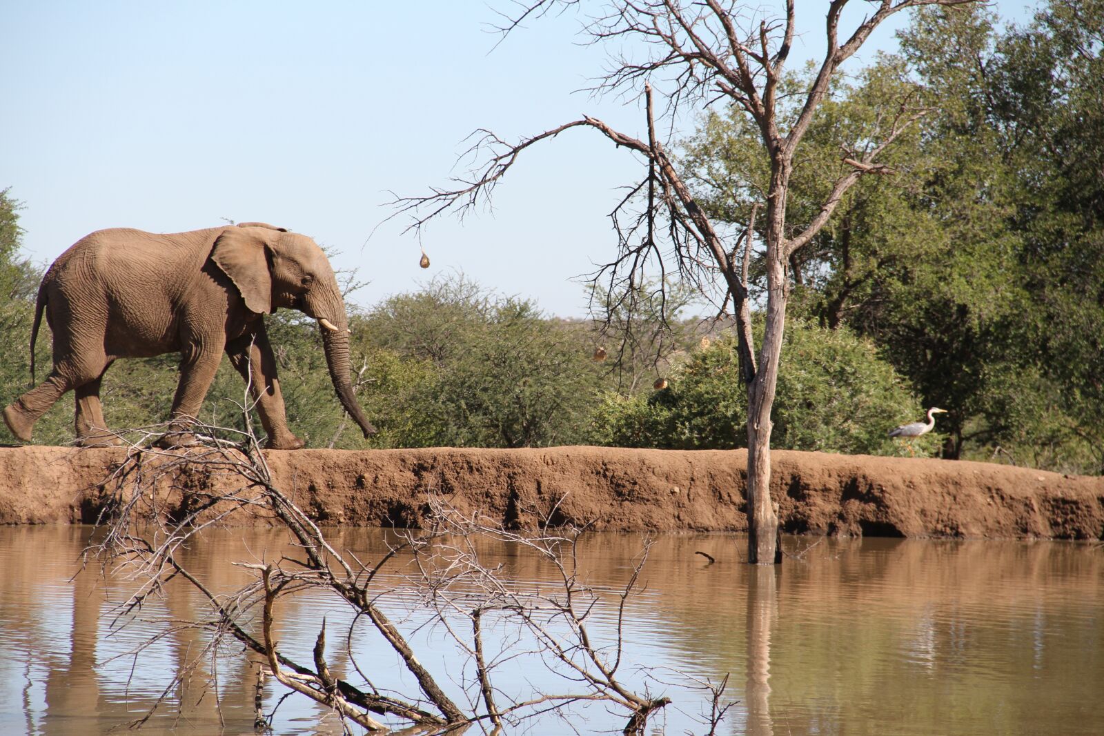 Canon EOS 7D sample photo. Elephant, pilanesberg, dam photography