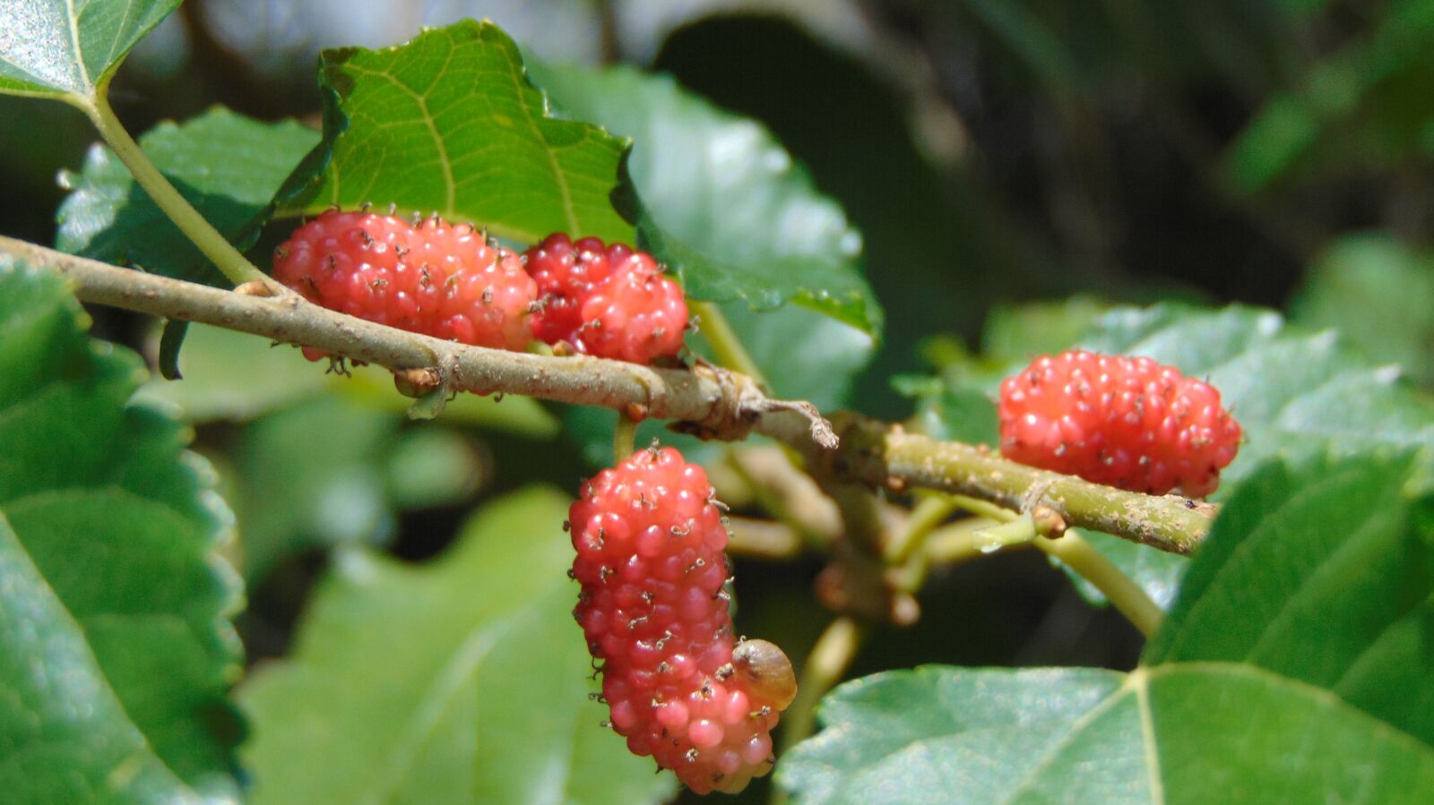 Sony Cyber-shot DSC-H300 sample photo. Strawberry, mulberry, eat photography