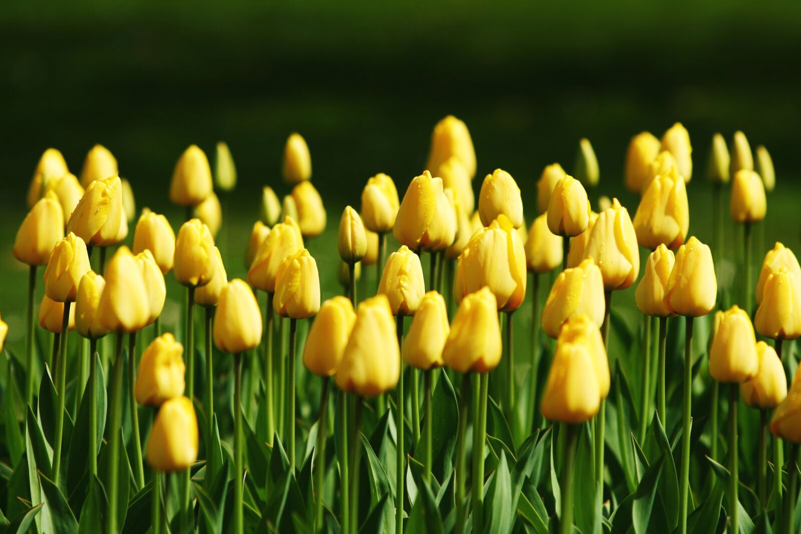 Canon EOS 400D (EOS Digital Rebel XTi / EOS Kiss Digital X) sample photo. Tulips, yellow, grass photography