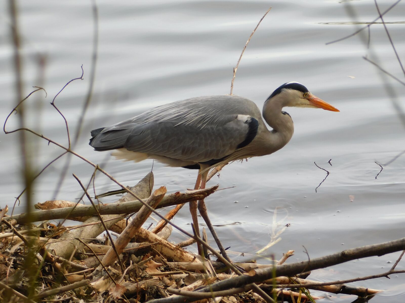 Nikon Coolpix B500 sample photo. Heron, usingen, taunus photography