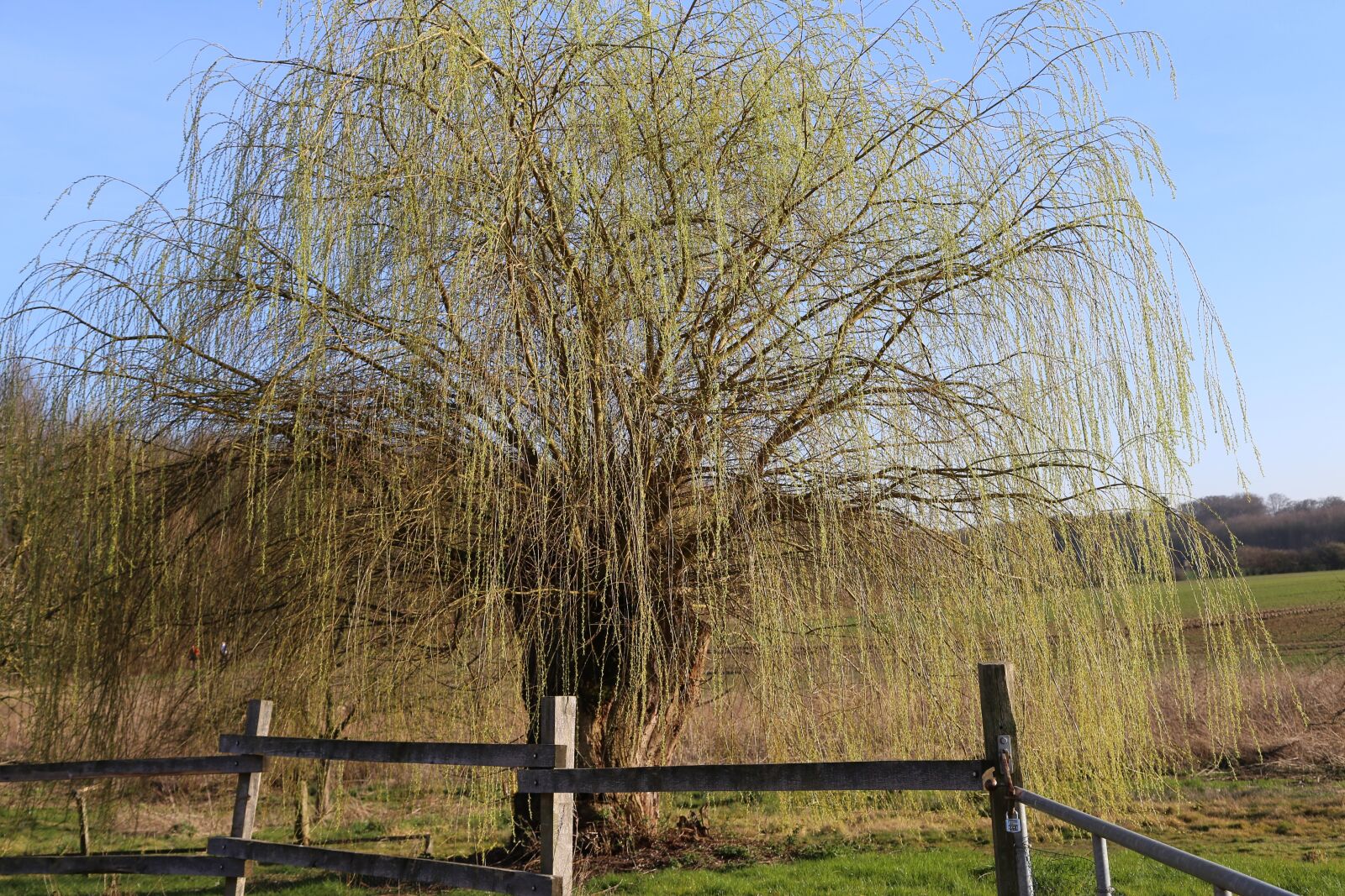 Canon EOS 6D sample photo. Tree, aesthetic, landscape photography