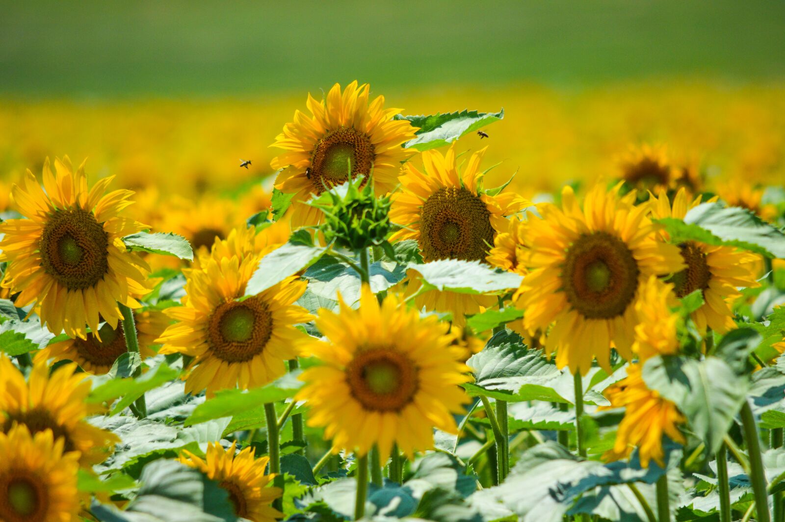 Nikon D3200 sample photo. Sunflower, helianthus, flower photography