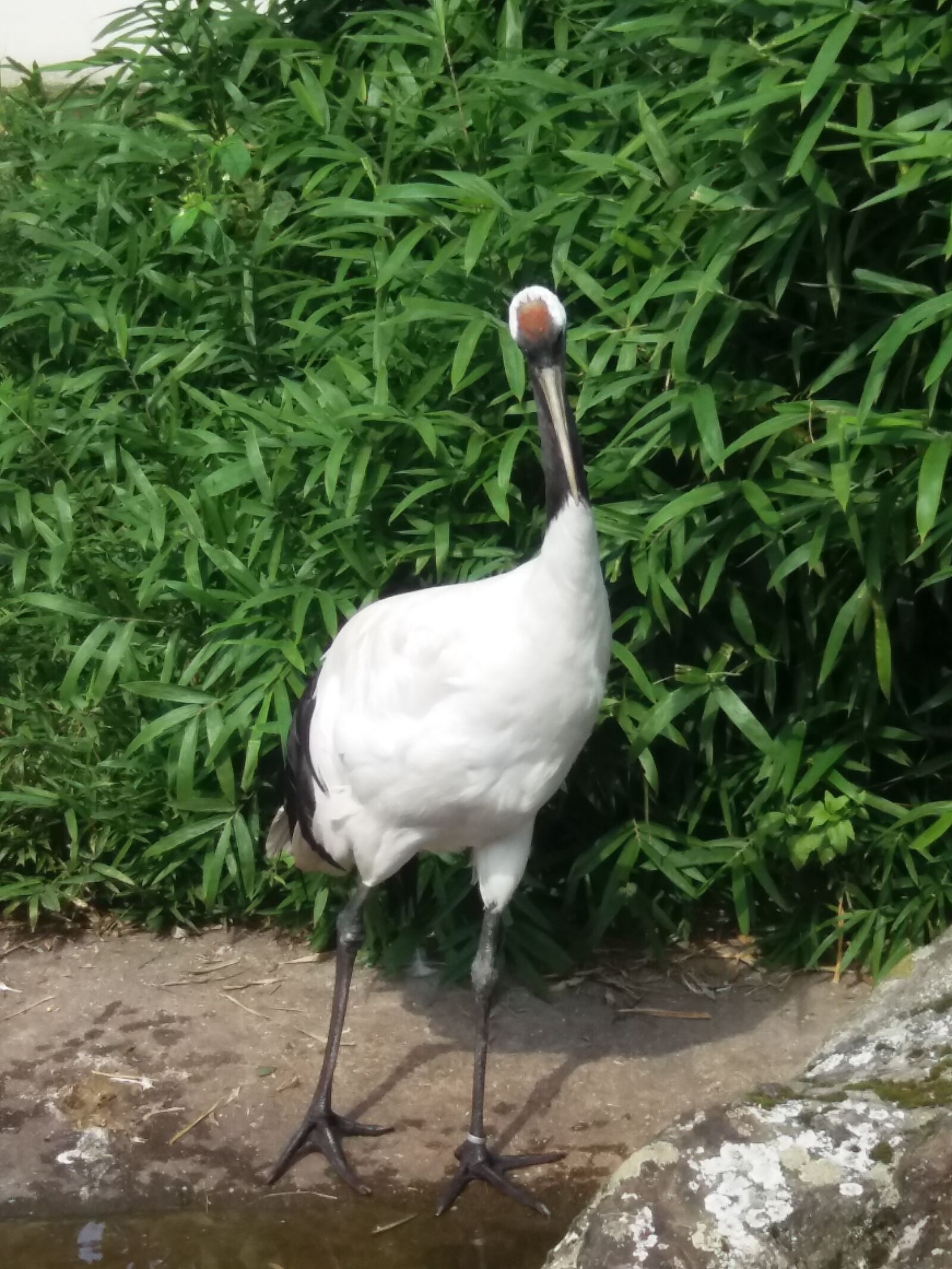 Samsung Galaxy J5 sample photo. Bird, zoo, water photography