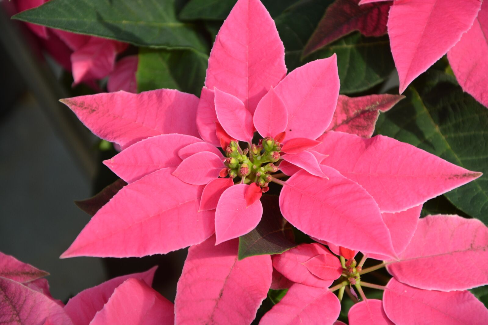Nikon D5200 sample photo. Flowers, princettia, pink flowers photography