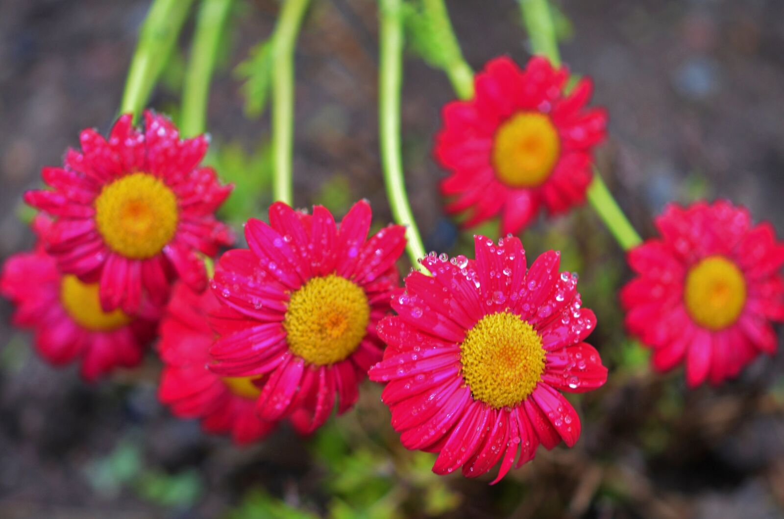 Nikon D7000 sample photo. Flower, natur, drop photography