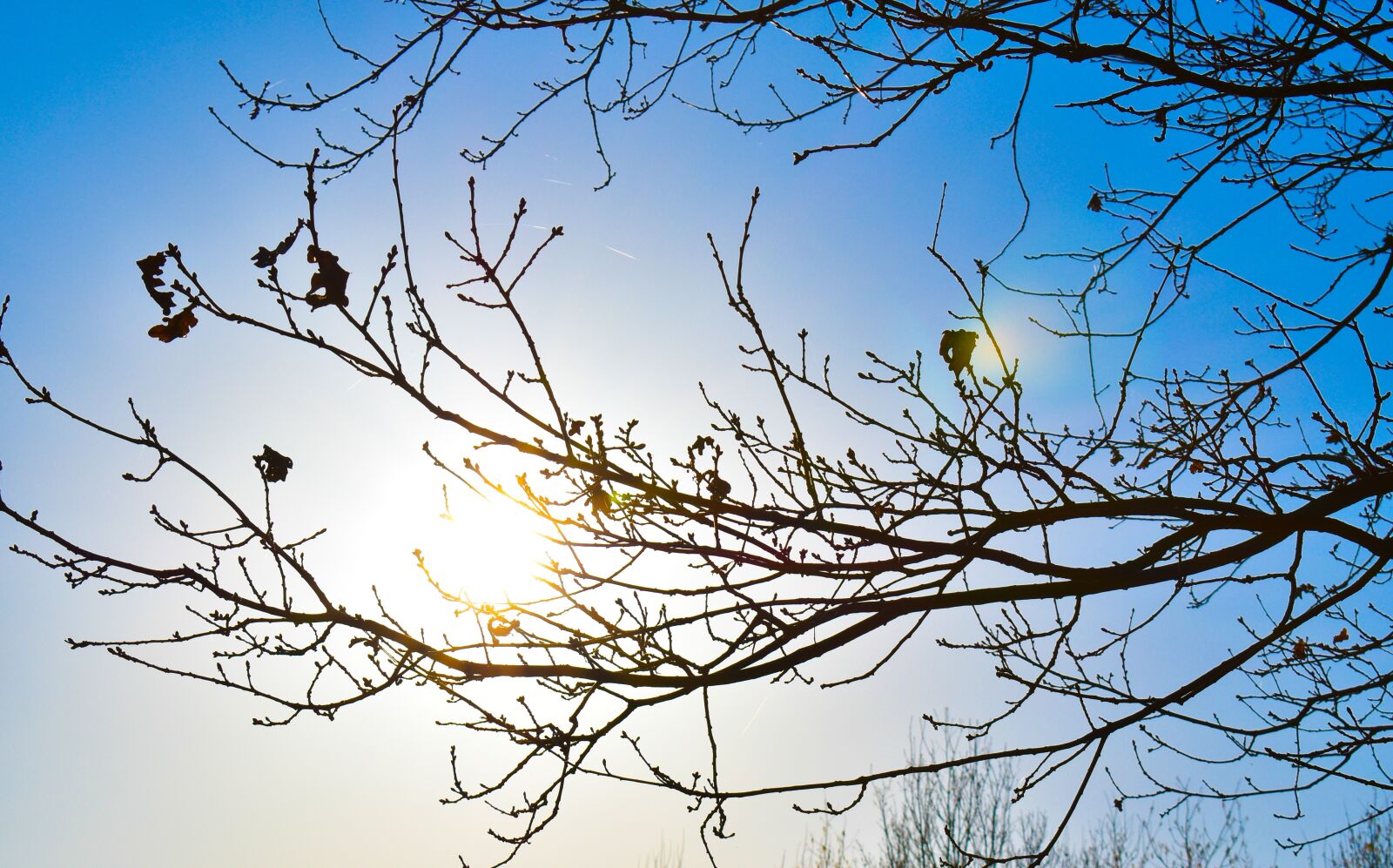 Nikon D3500 sample photo. Tree, sun, blue photography