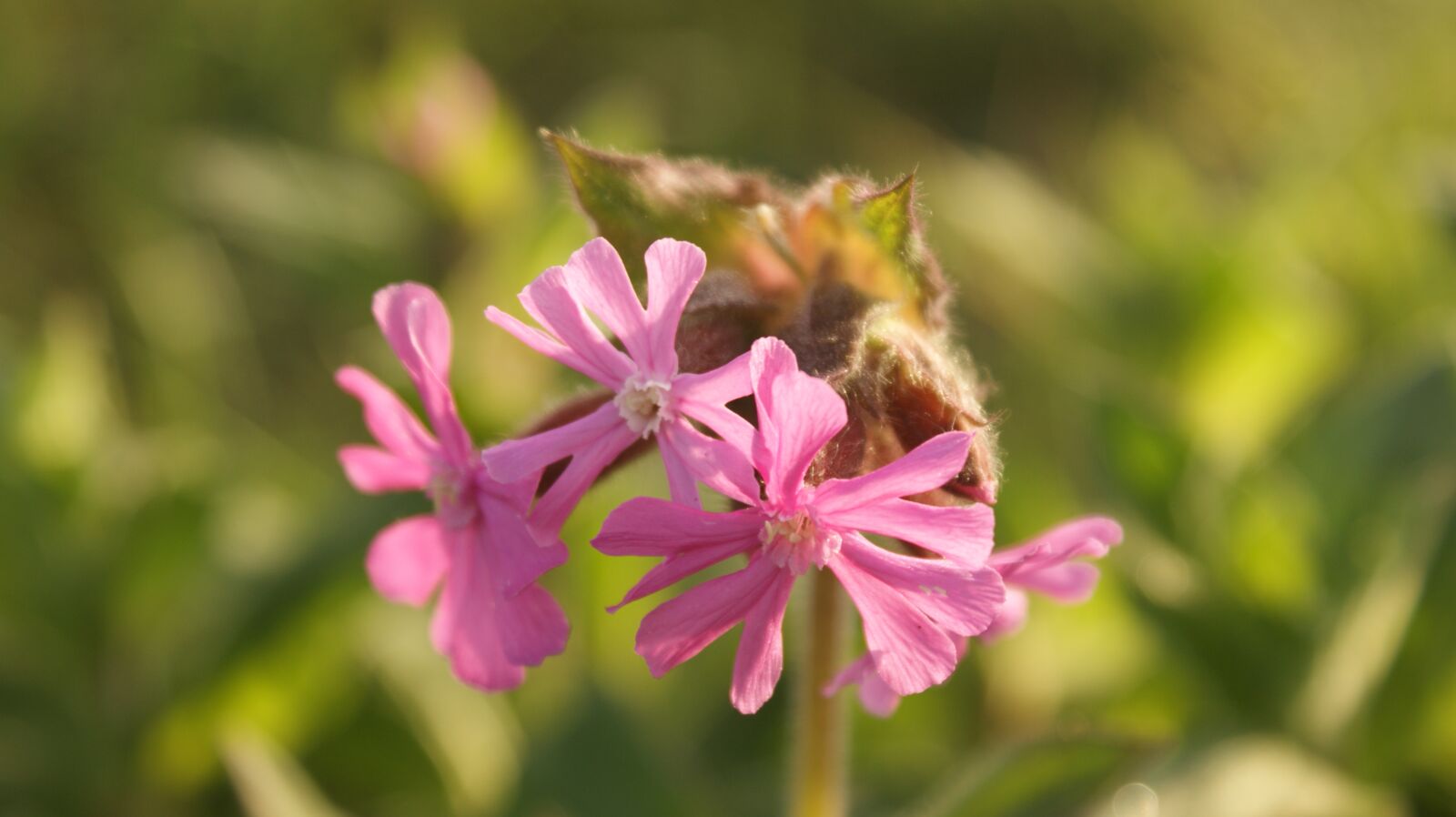 Sony Alpha DSLR-A350 sample photo. Campion, pink, flowers photography