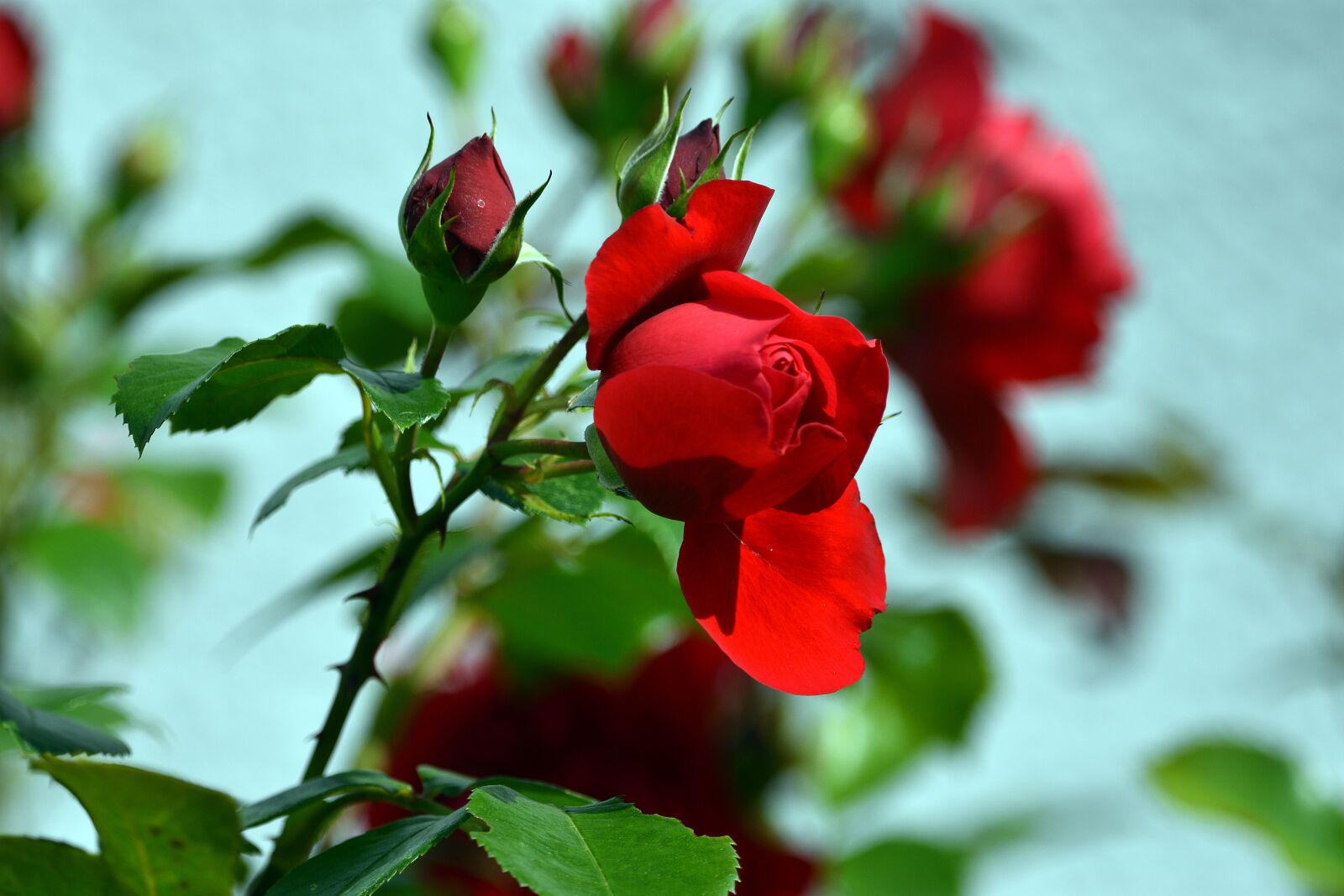 Nikon D3400 sample photo. Roses, rose, flower photography