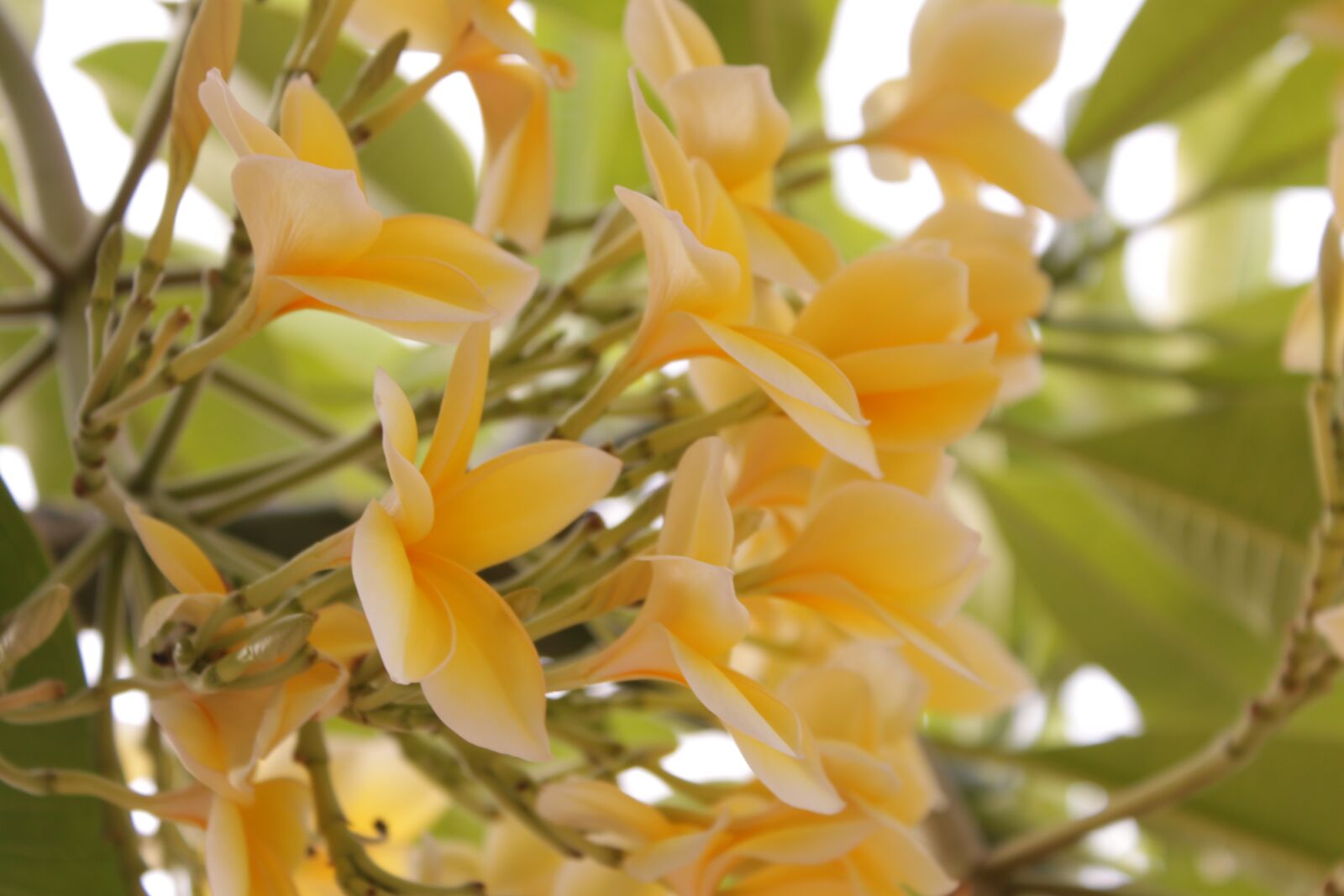 Canon EOS 500D (EOS Rebel T1i / EOS Kiss X3) sample photo. Twilight, flowers, garden photography