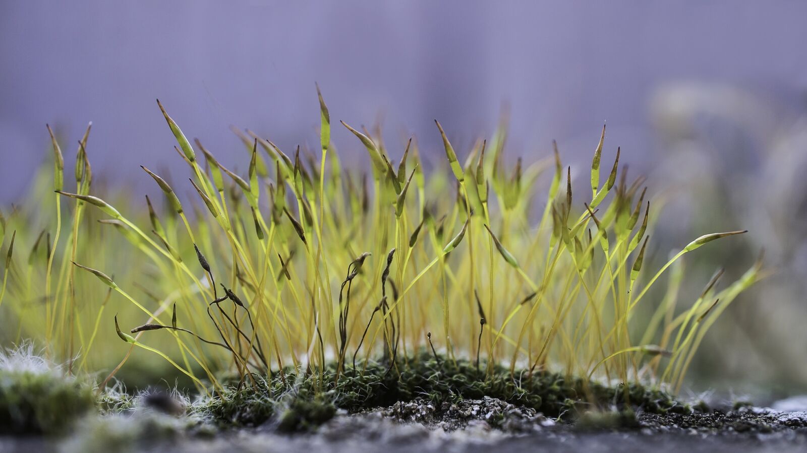 Sony E 30mm F3.5 Macro sample photo. Moss, flowering moss, macro photography