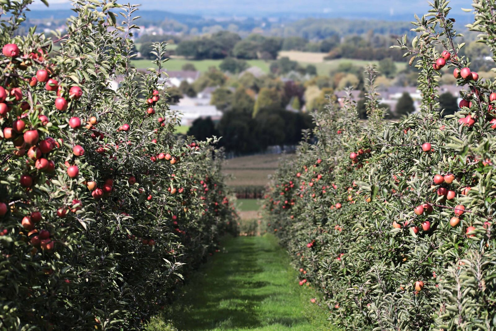 Canon EOS 80D sample photo. Orchard, tree, leaf, agriculture photography