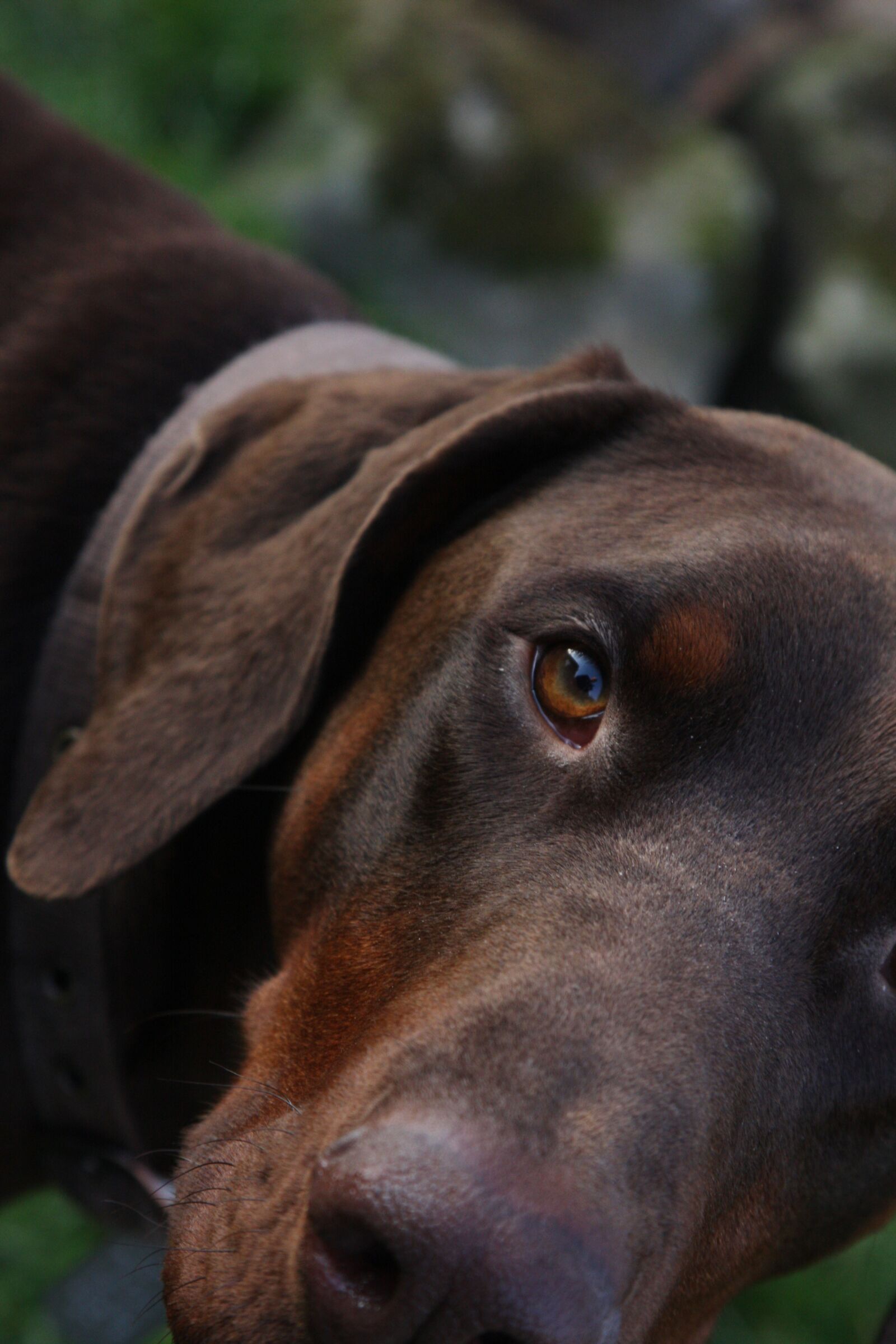 Canon EOS 40D sample photo. Dog, animal, pet photography
