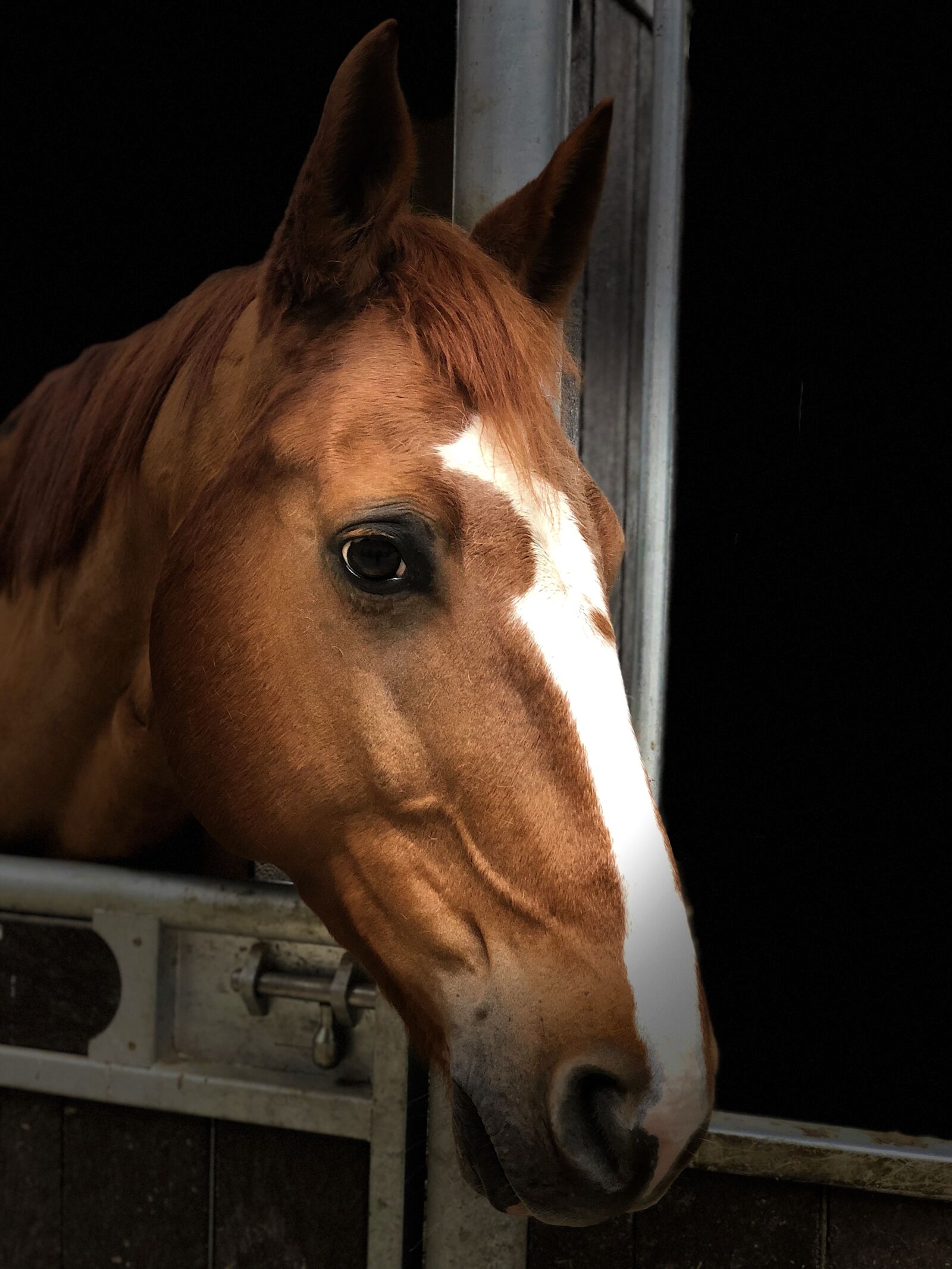 iPhone X back dual camera 6mm f/2.4 sample photo. Horse, portrait, listing photography