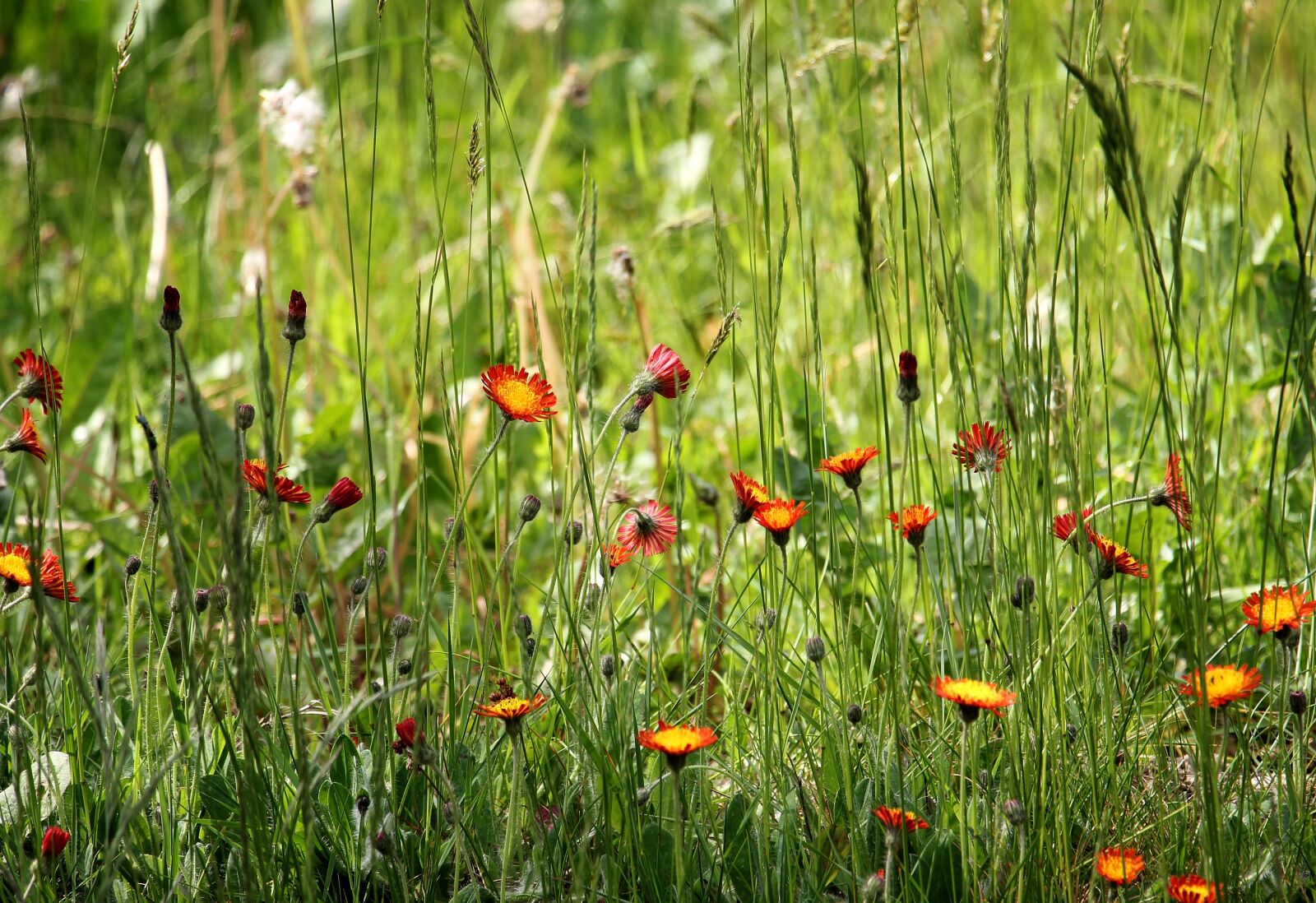 Canon EOS 550D (EOS Rebel T2i / EOS Kiss X4) sample photo. Pointed flower, grass, nature photography