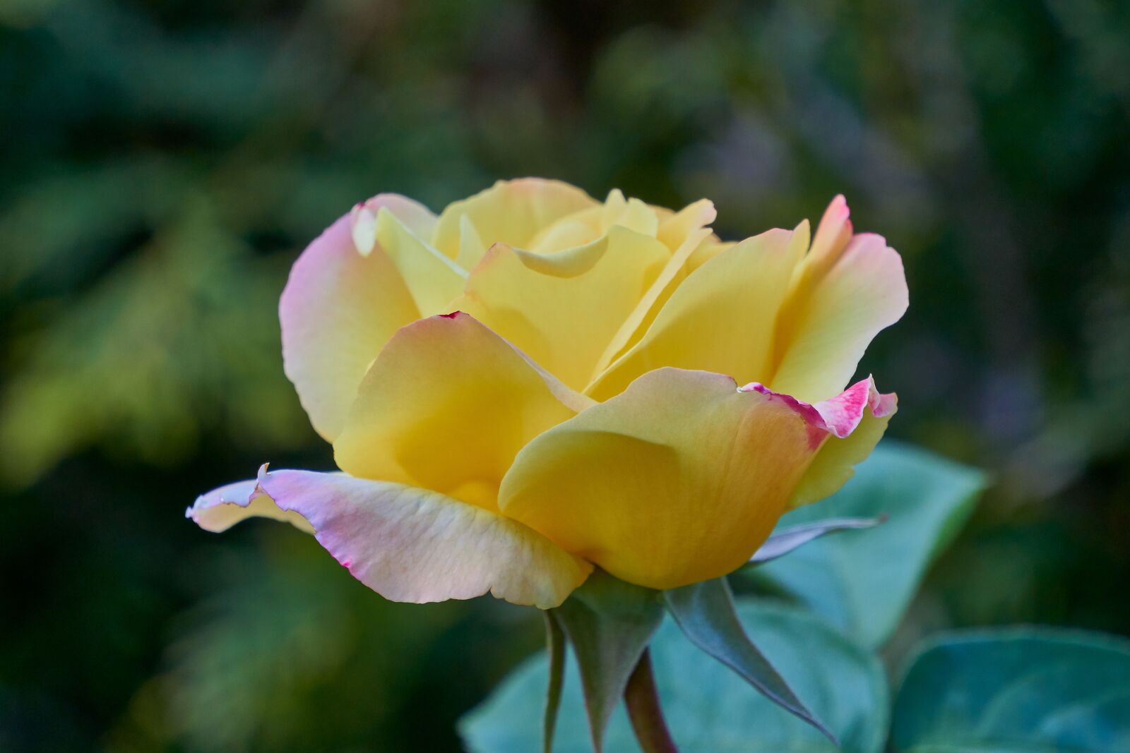 Sony E 55-210mm F4.5-6.3 OSS sample photo. Rose, blossom, bloom photography