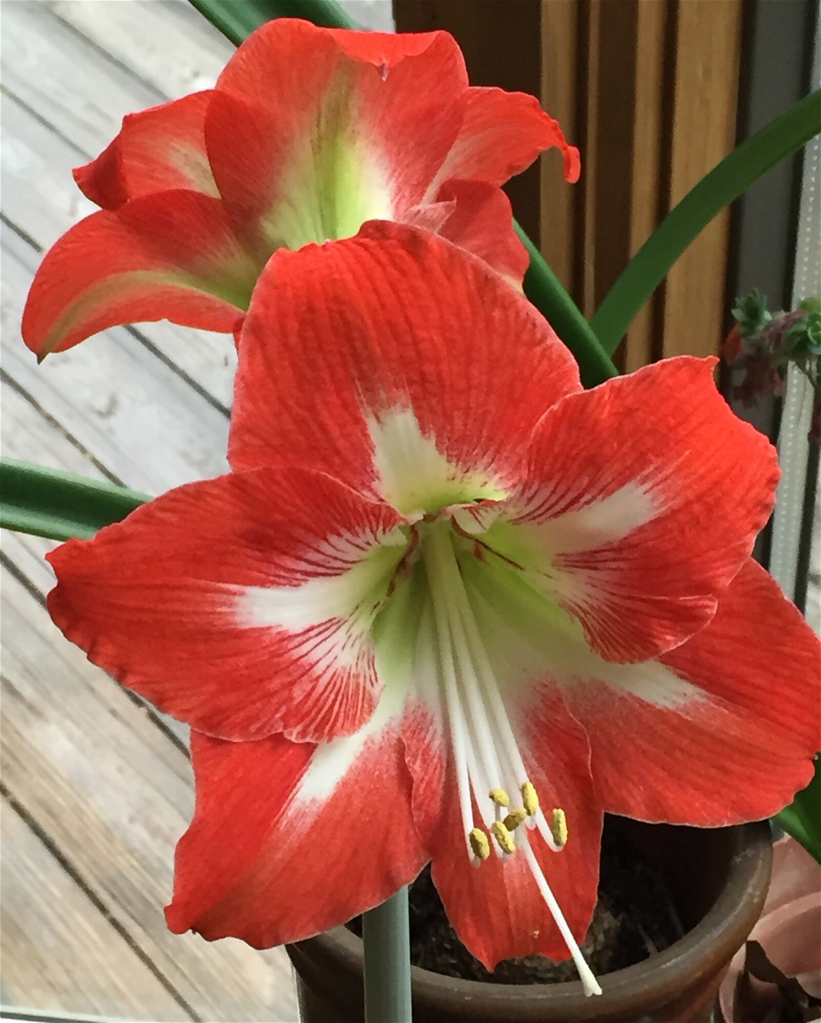 Apple iPhone 6 sample photo. Red amaryllis, amaryllis, flower photography