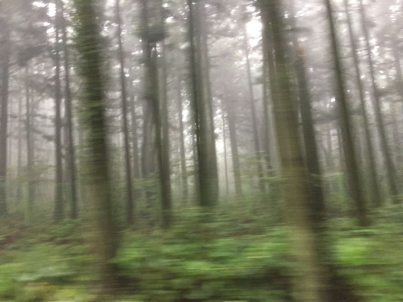 Apple iPhone 6s sample photo. Fast, forest, wood photography
