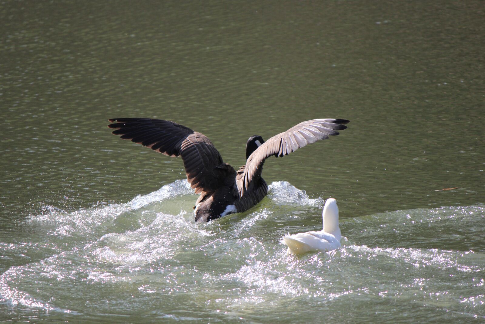 Canon EOS 550D (EOS Rebel T2i / EOS Kiss X4) sample photo. Duck, water, nature photography