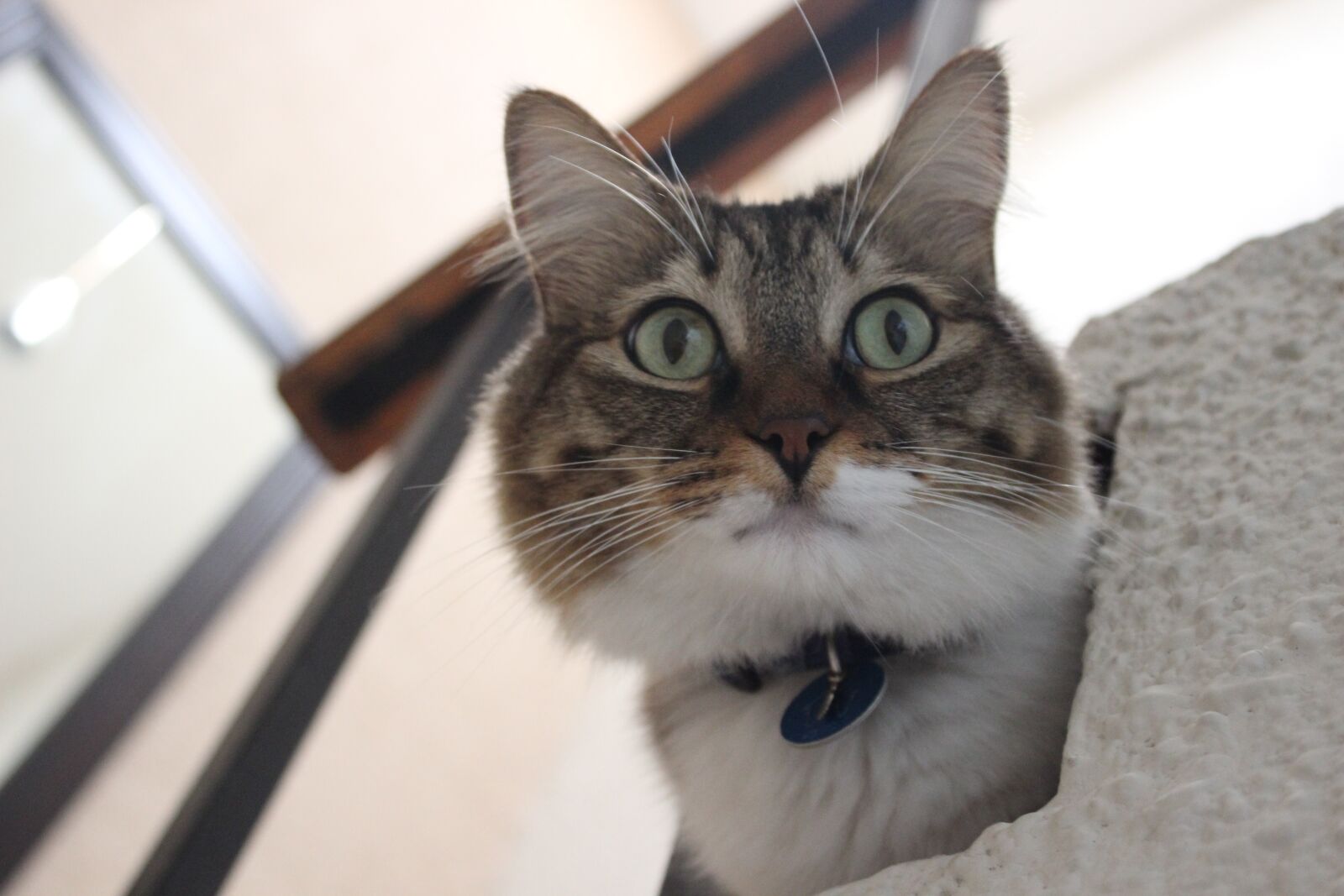 Canon EOS 600D (Rebel EOS T3i / EOS Kiss X5) sample photo. Cat on the step photography