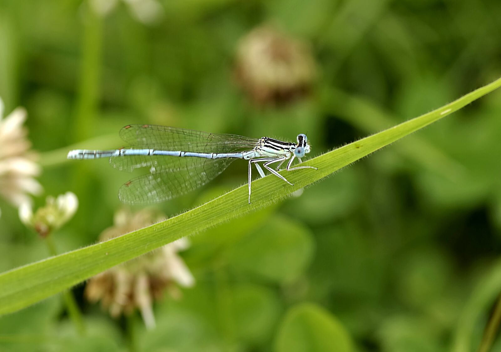 Pentax K-S2 sample photo. Ważka, blue, insect photography