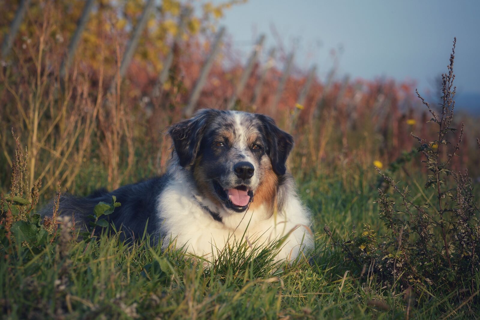 Nikon D7100 sample photo. Dog, animal, grass photography
