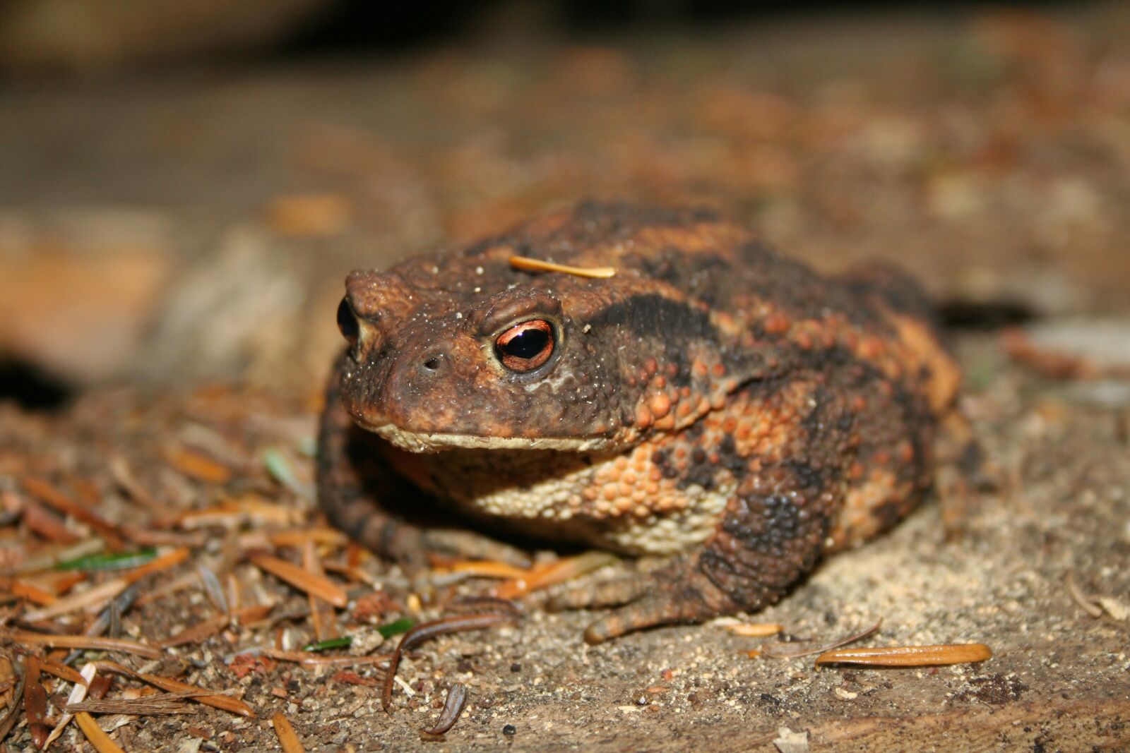 Canon EOS 350D (EOS Digital Rebel XT / EOS Kiss Digital N) sample photo. Natural, frogs and toads photography