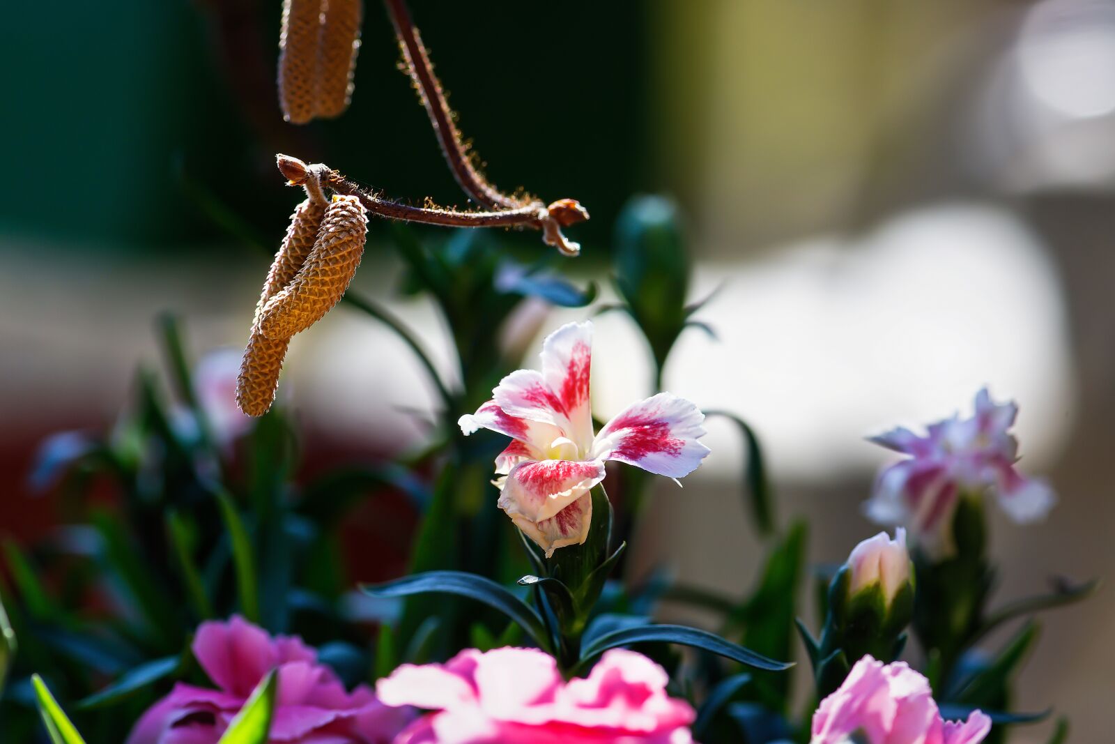 Nikon D7200 sample photo. Carnation, corkscrew willow, blossom photography