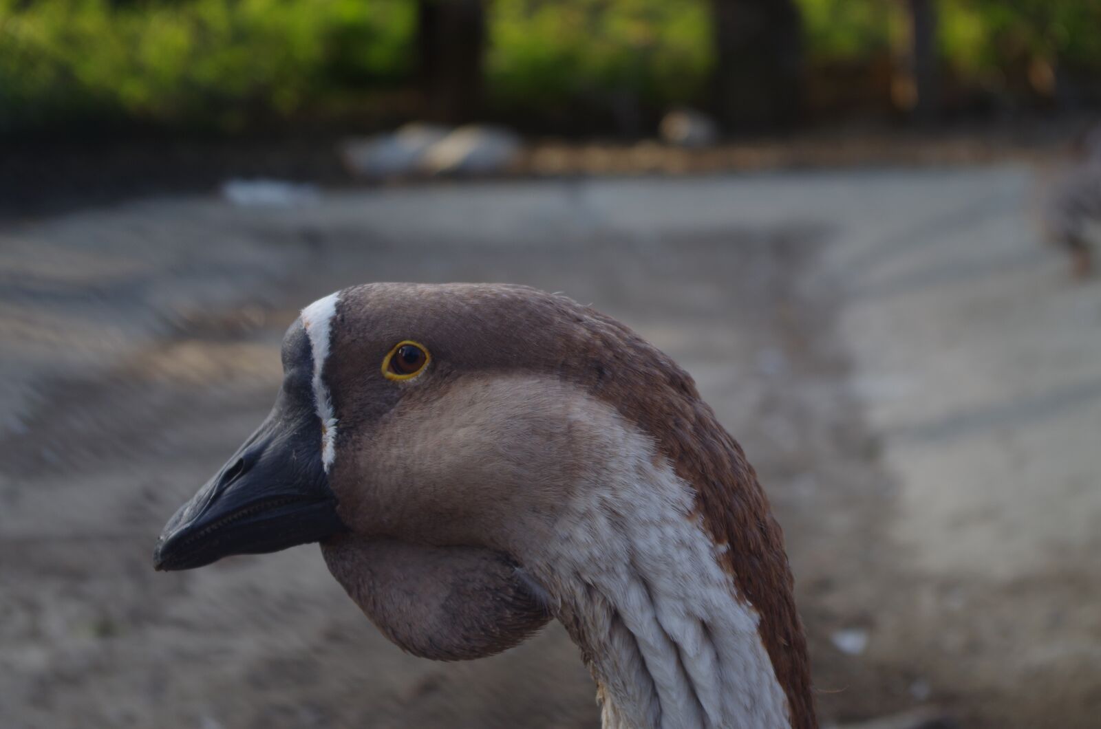 Pentax K-500 sample photo. Goose, face, animal photography