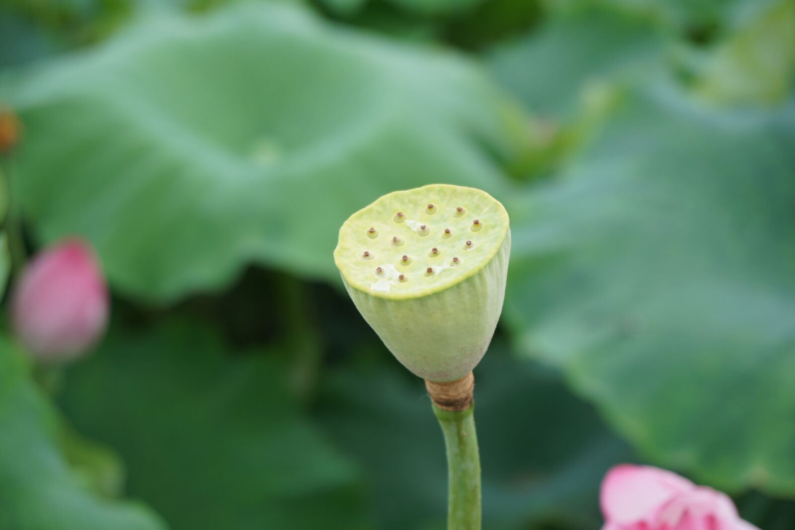 Sony a6000 sample photo. Lotus photography