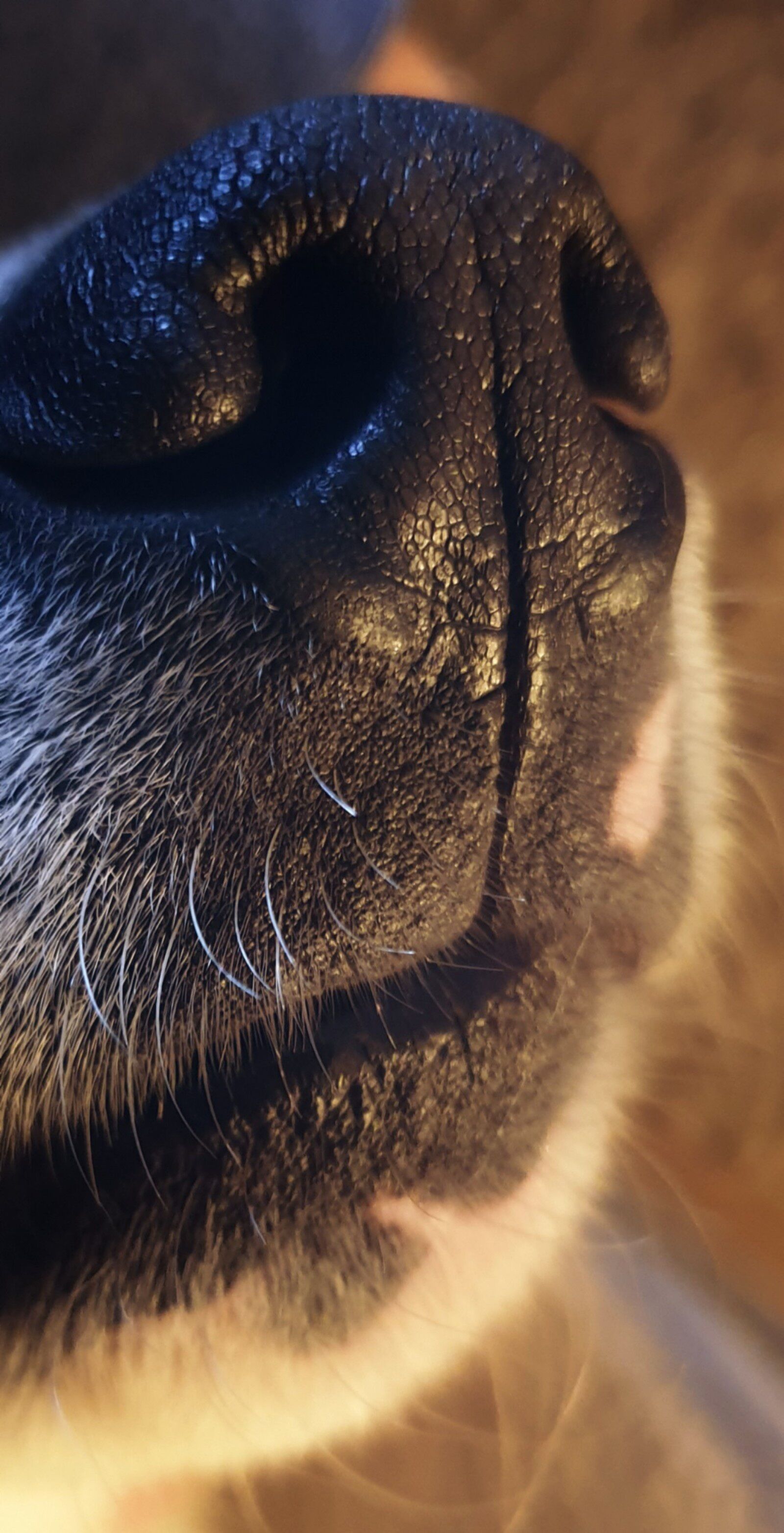 Samsung Galaxy S9 sample photo. Dog, pet, nose photography