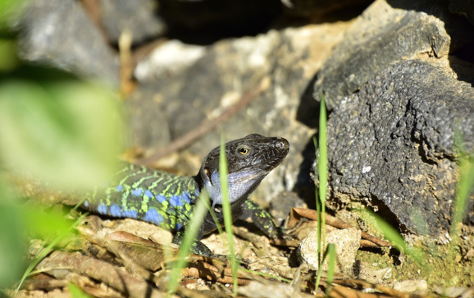 Nikon D7200 sample photo. Reptile, lizard, exotic photography