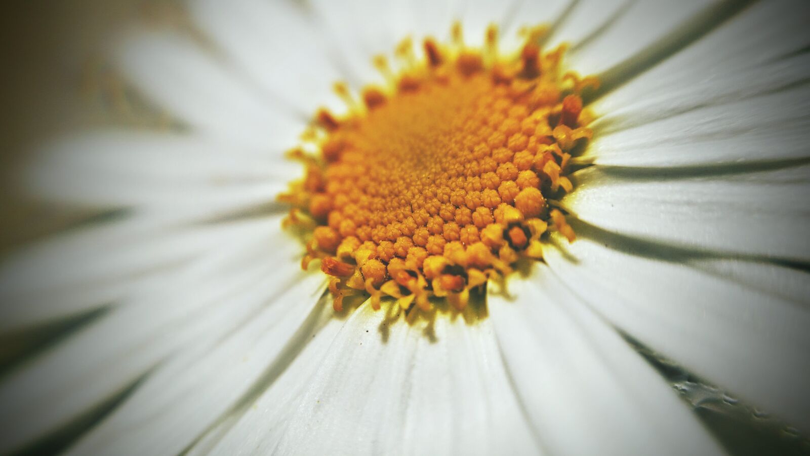Samsung Galaxy S5 sample photo. Flower, yellow, white photography