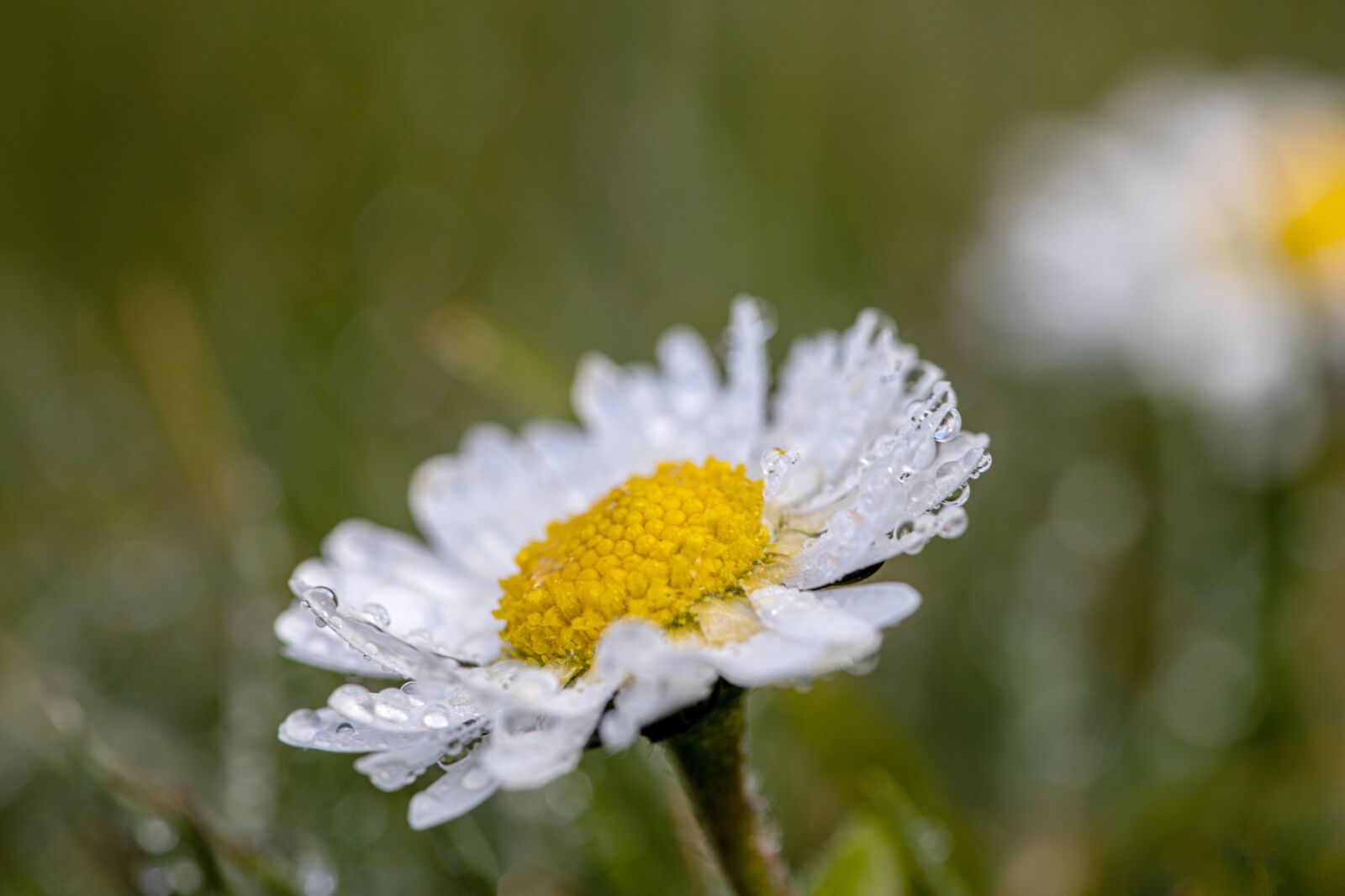 Canon EOS R sample photo. Daisy, geese flower, drip photography