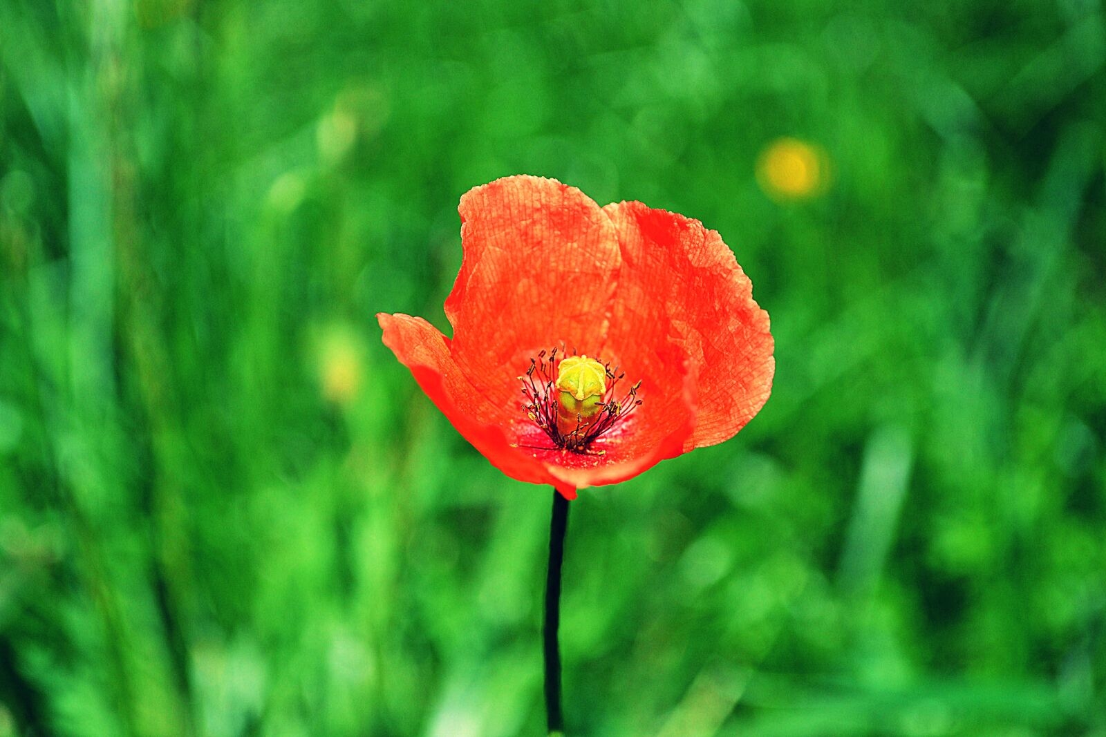 Nikon D3100 sample photo. Poppy, flower, nature photography