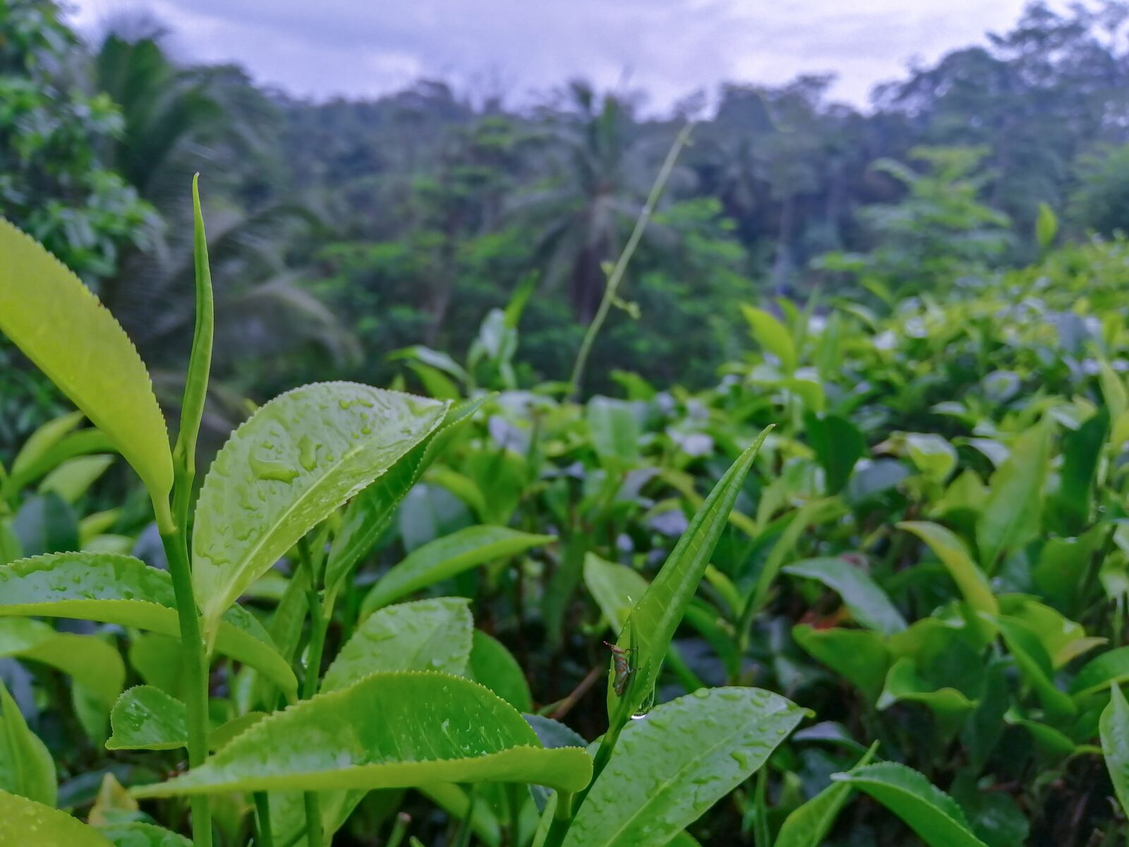 HUAWEI JKM-LX2 sample photo. Tea estate, morning, sri photography