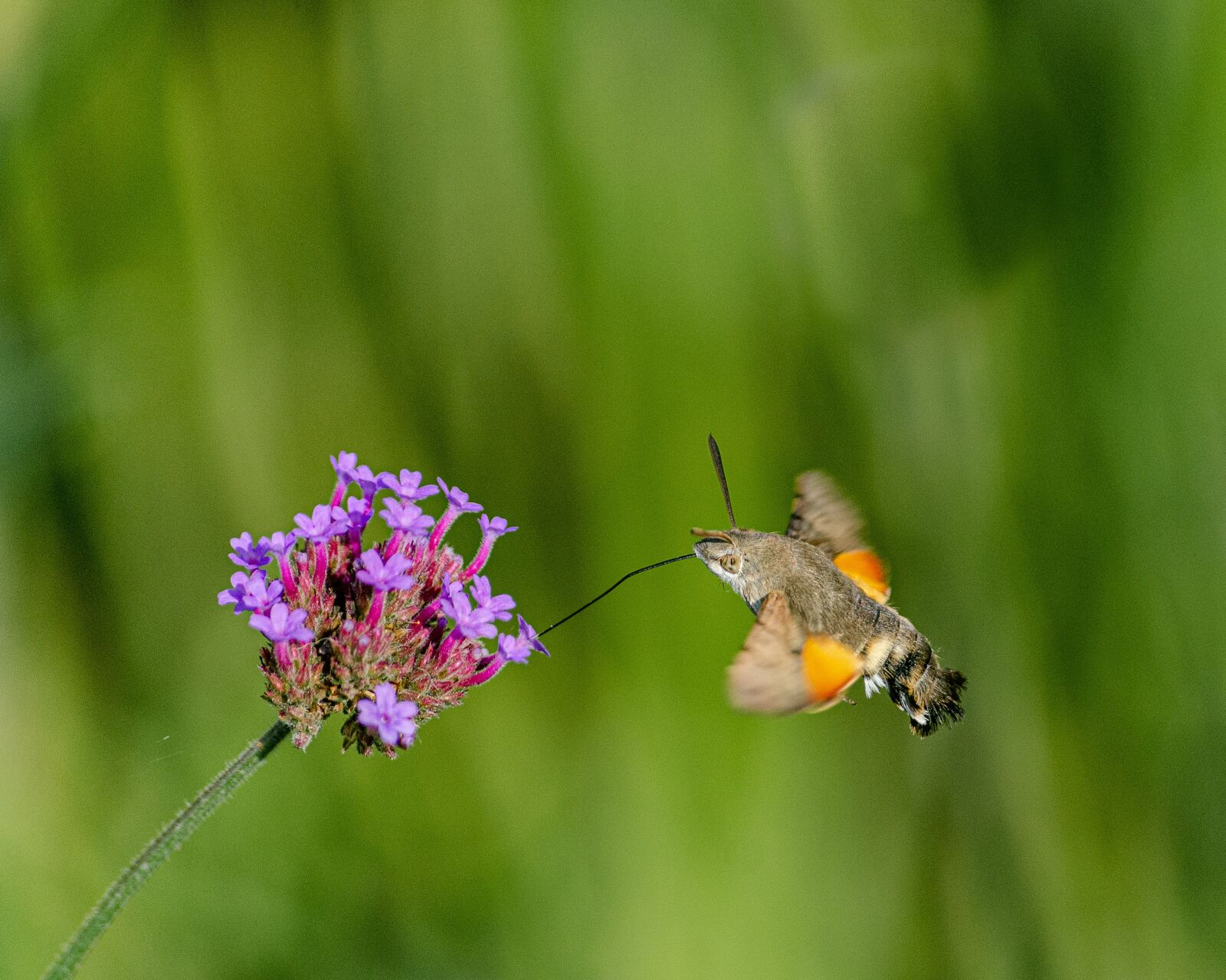 Nikon D7000 sample photo. Butterfly, forage, tigist photography