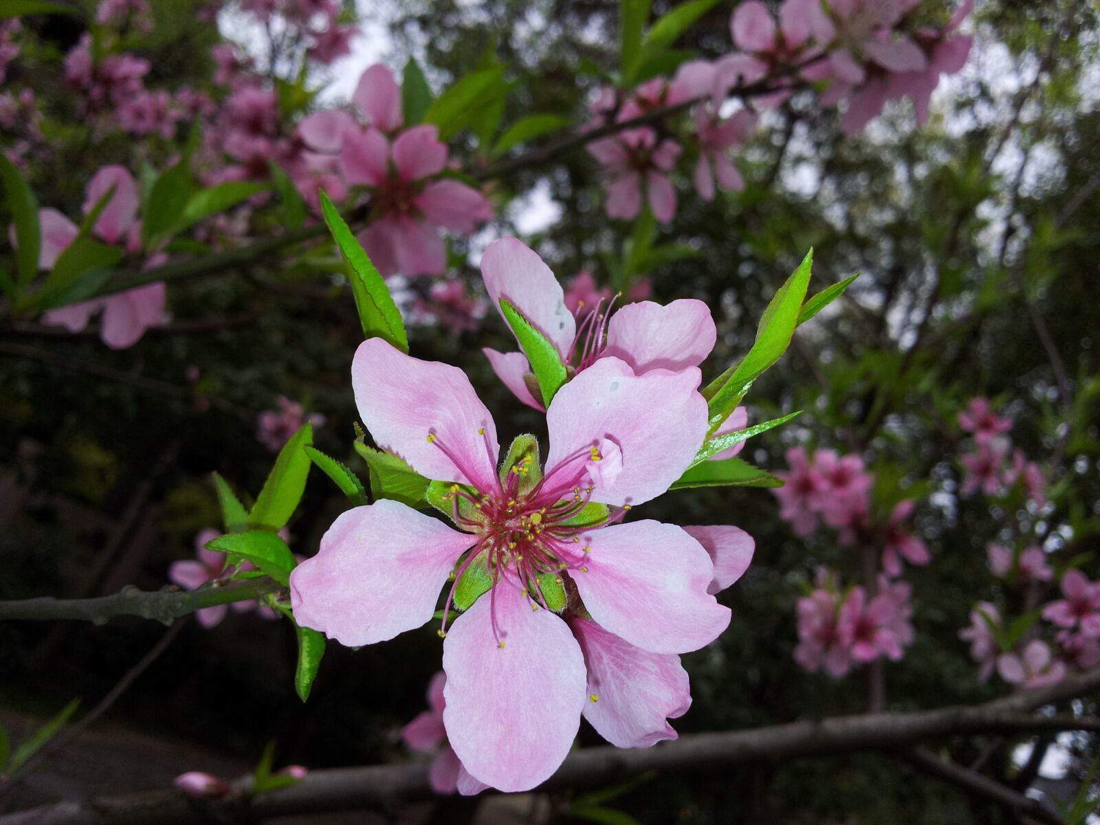 Samsung Galaxy S2 sample photo. Flower, plant, peach blossom photography