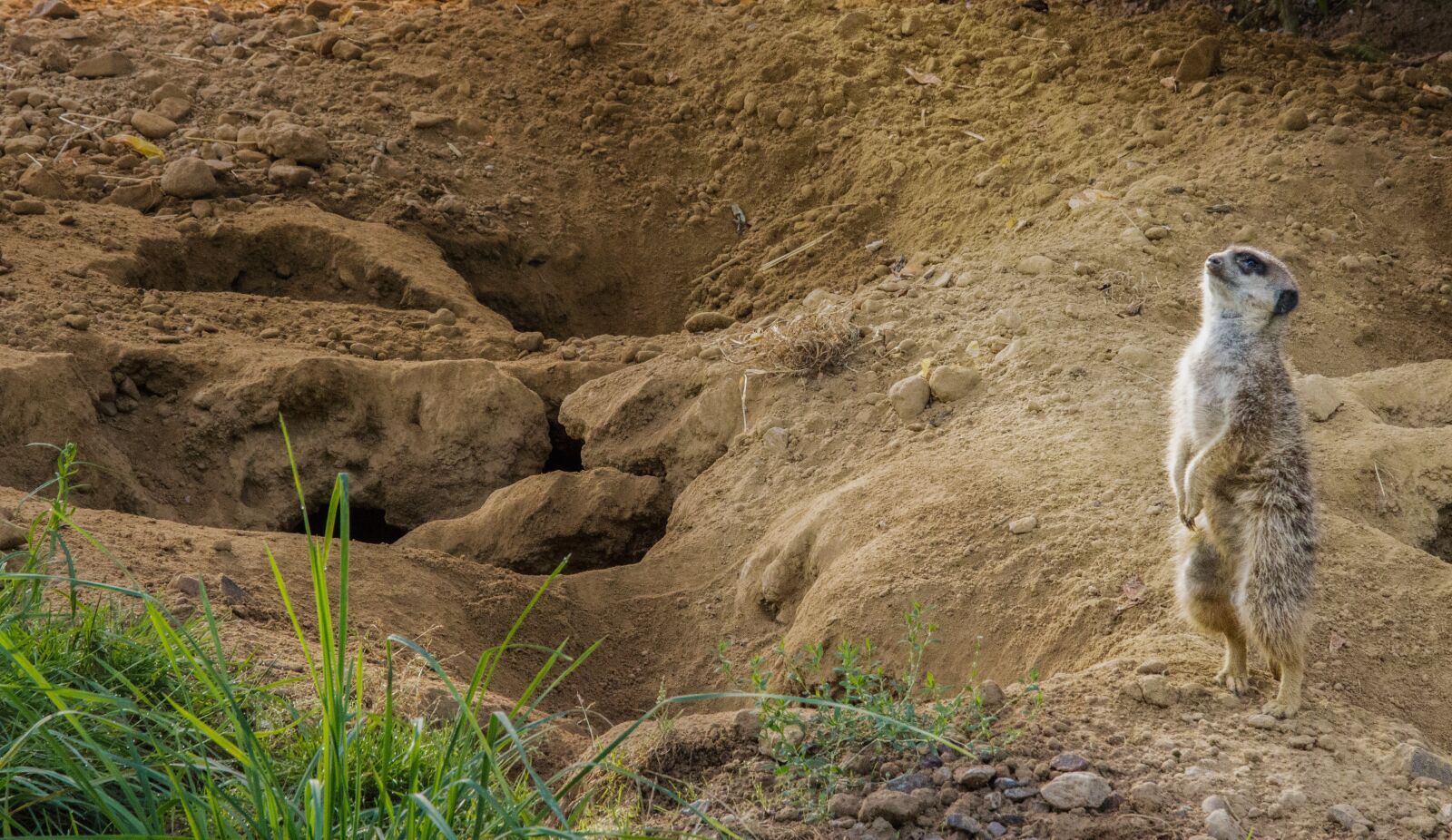Canon EOS 700D (EOS Rebel T5i / EOS Kiss X7i) sample photo. Meerkat, animal, zoo photography